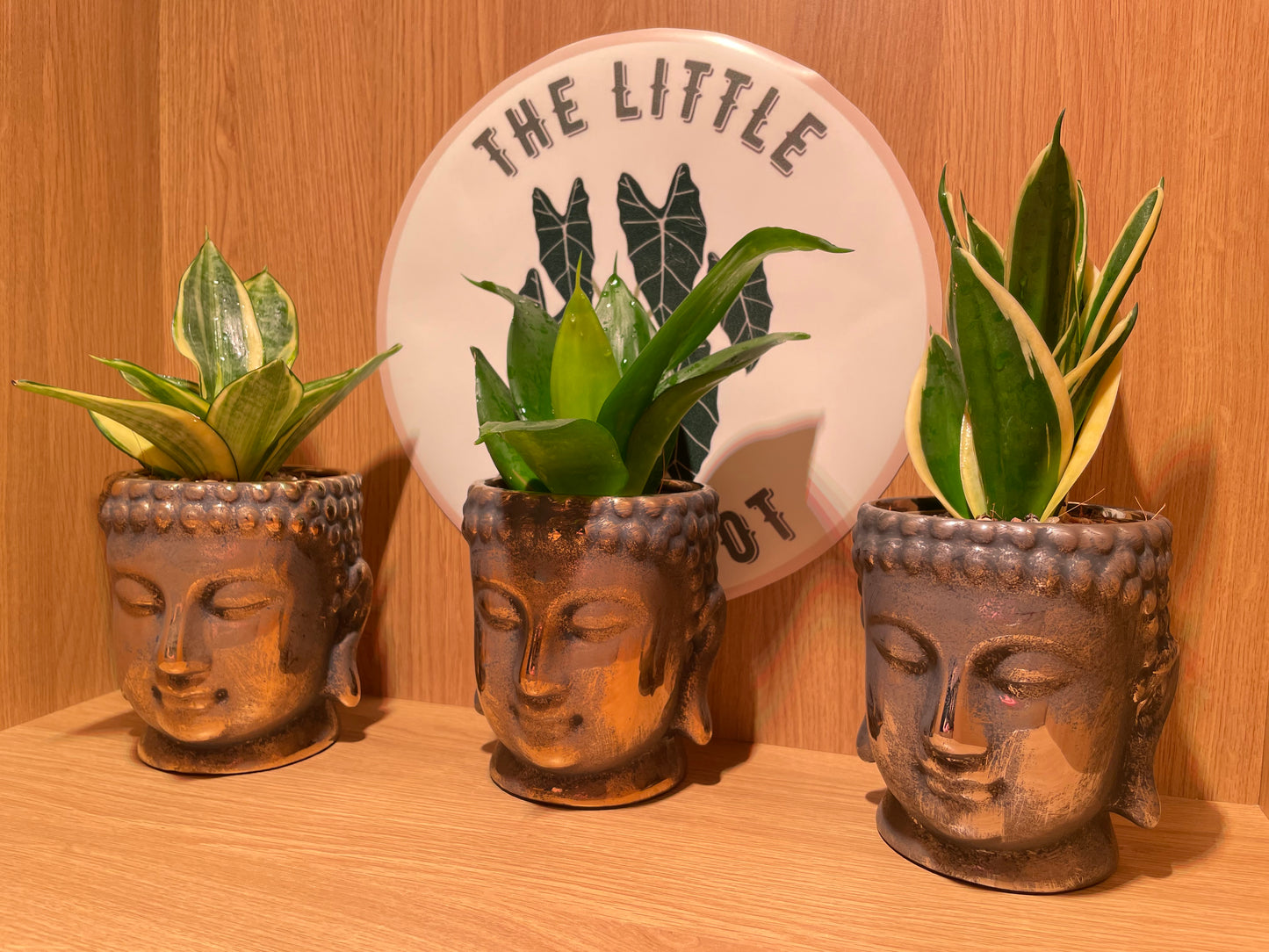 Buddha Pot & Plant