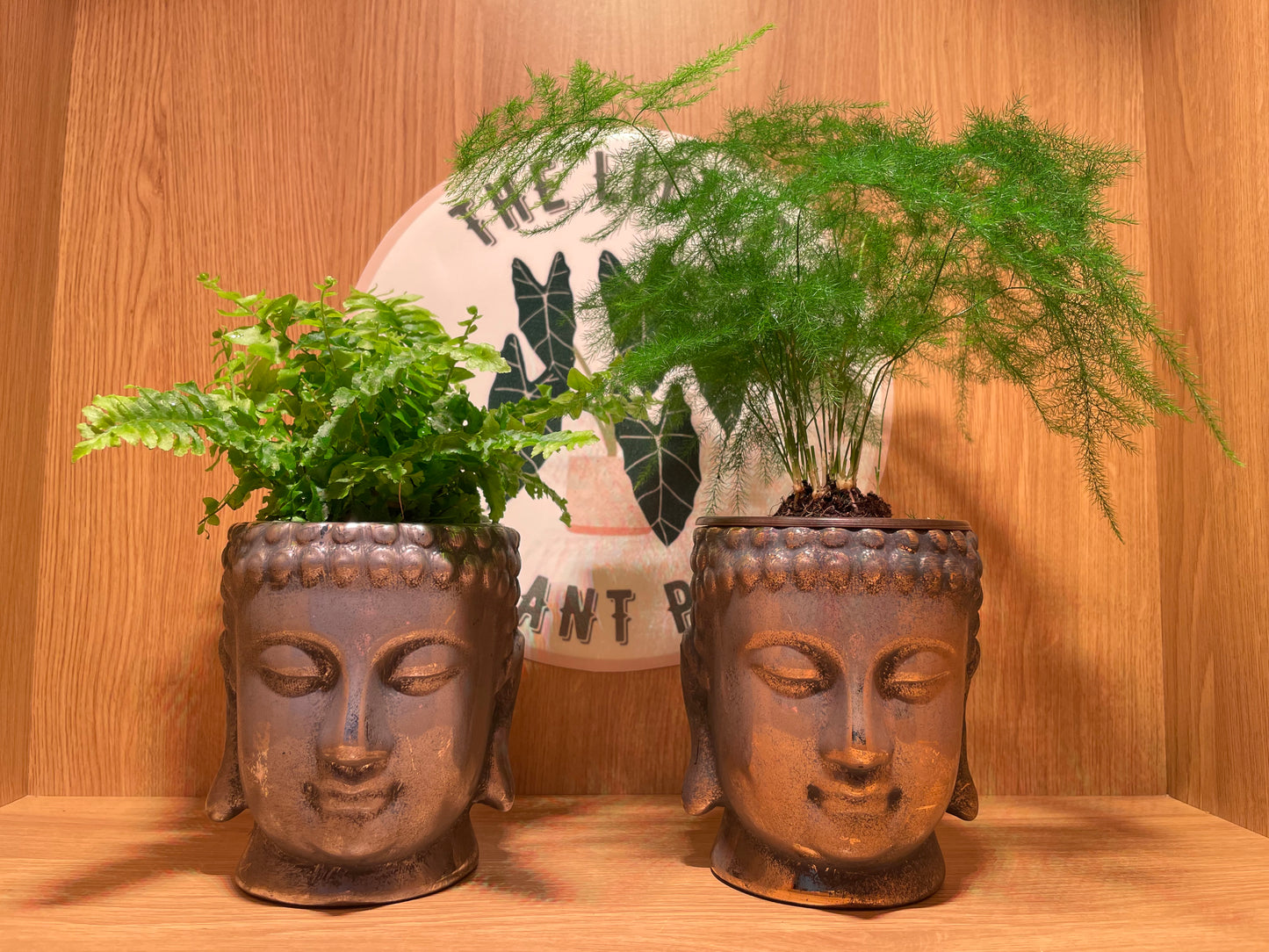 Buddha Pot & Plant