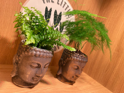 Buddha Pot & Plant