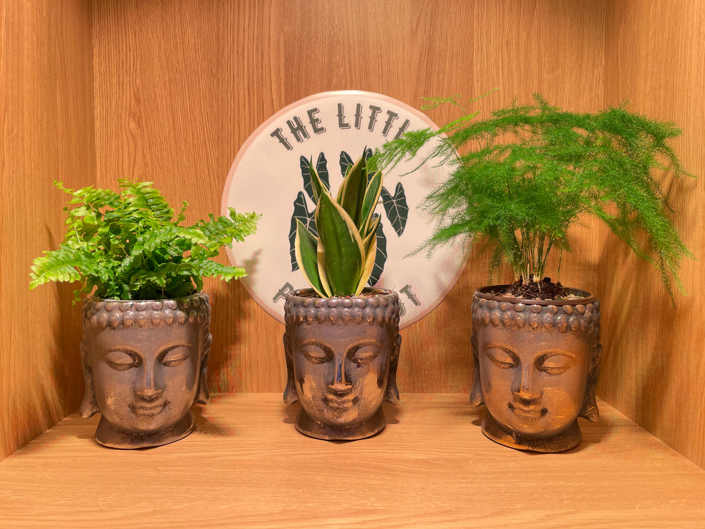 Buddha Pot & Plant