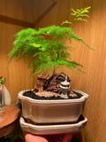 Asparagus Fern Scene