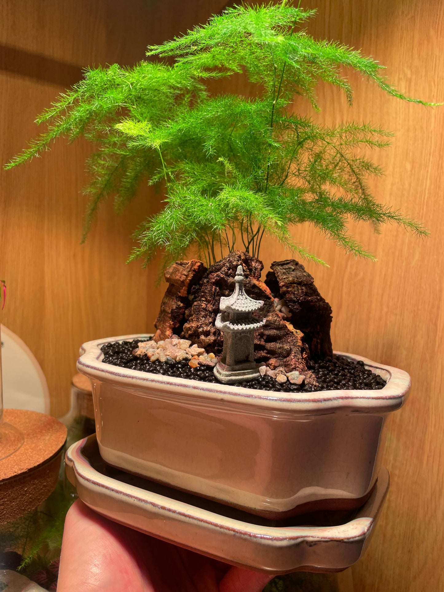 Asparagus Fern Scene