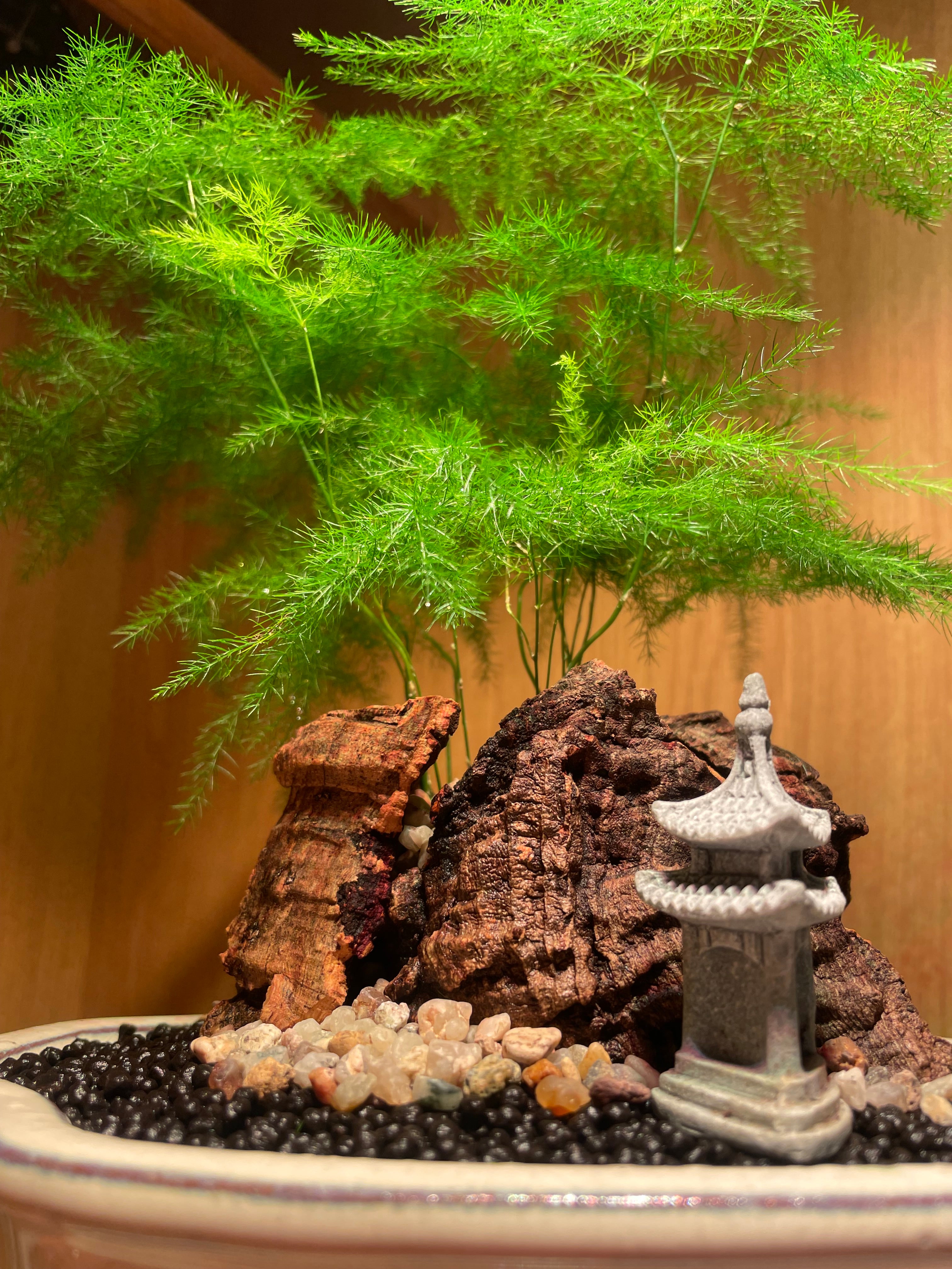 Asparagus Fern Scene