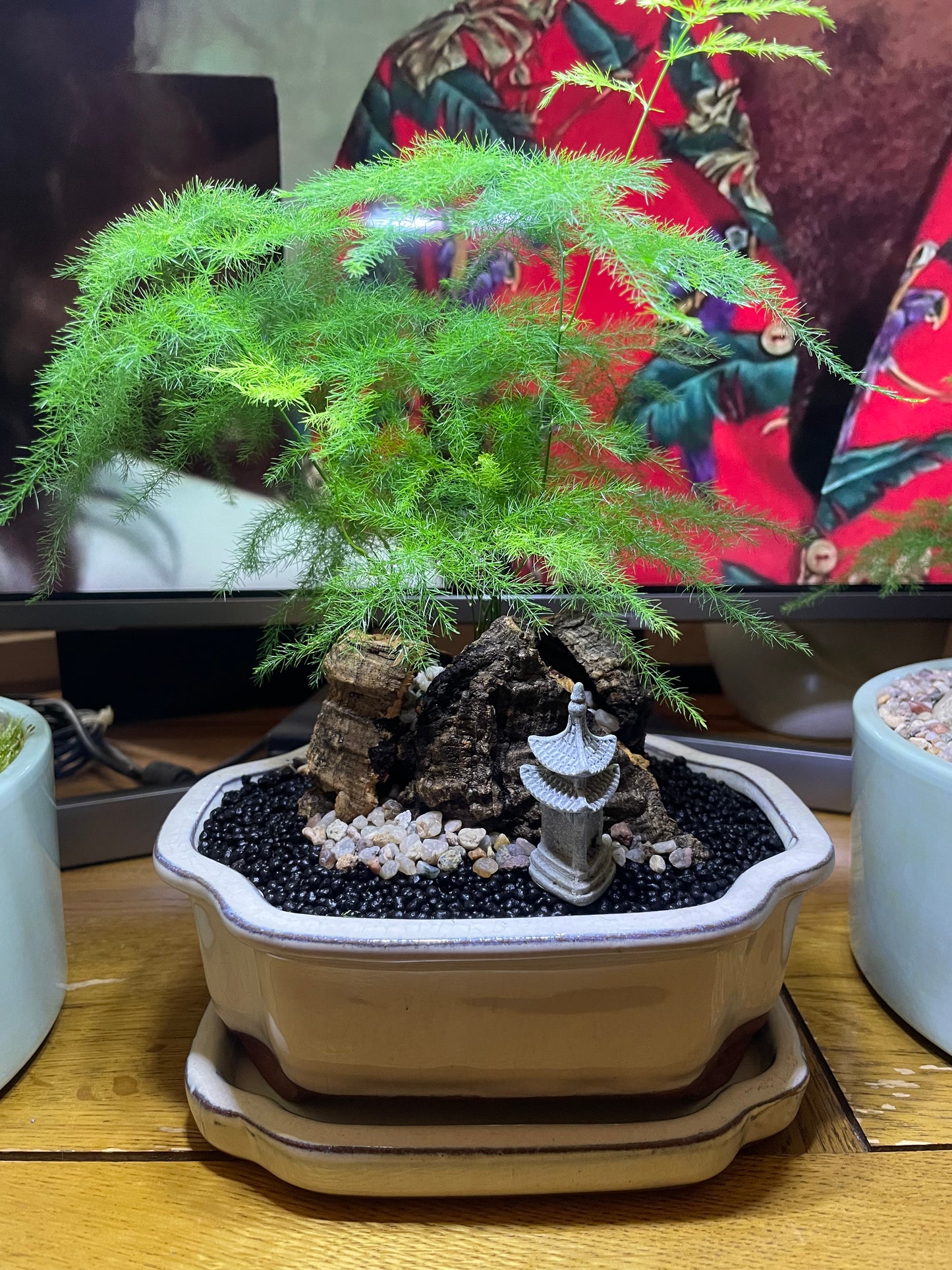 Asparagus Fern Scene