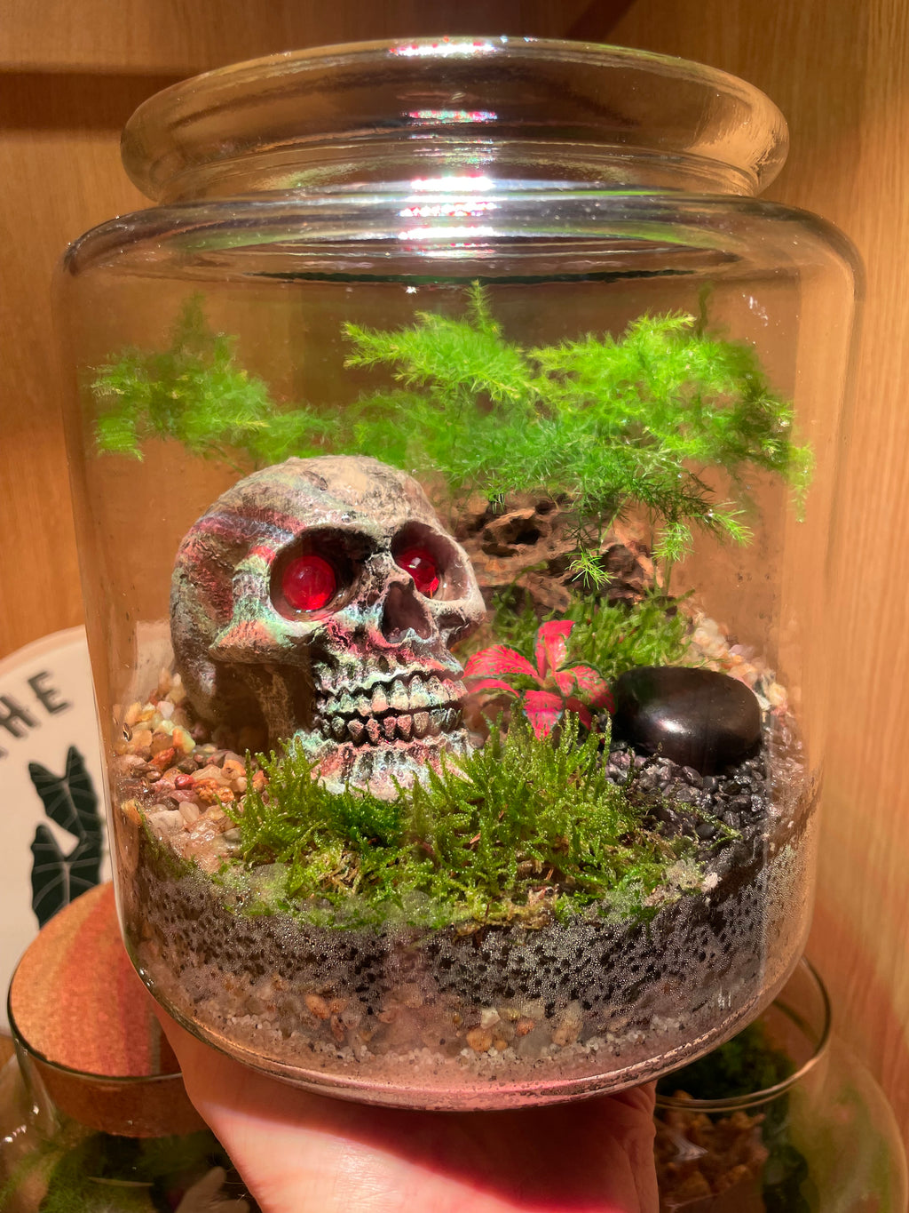 Skully Terrarium