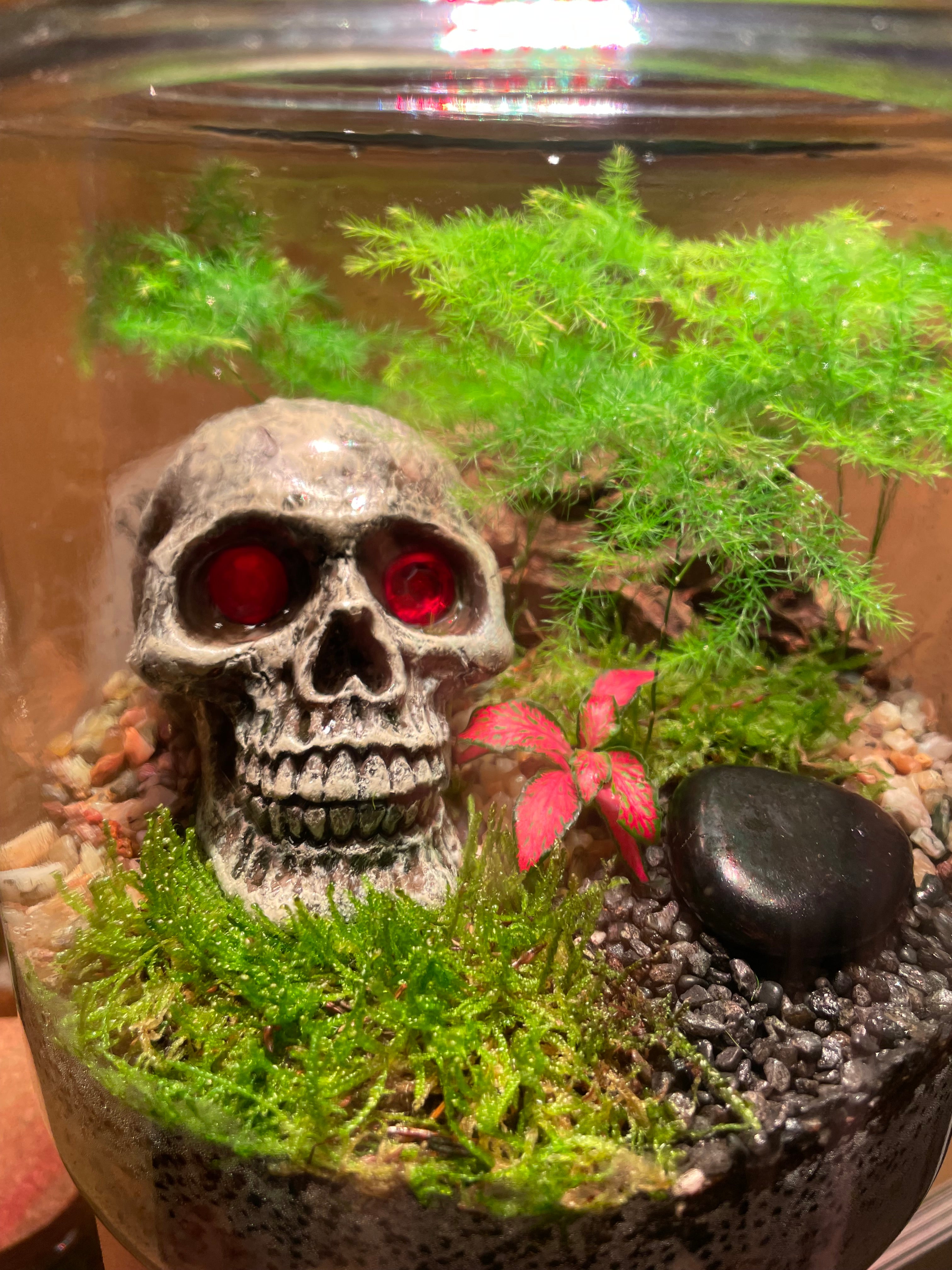 Skully Terrarium