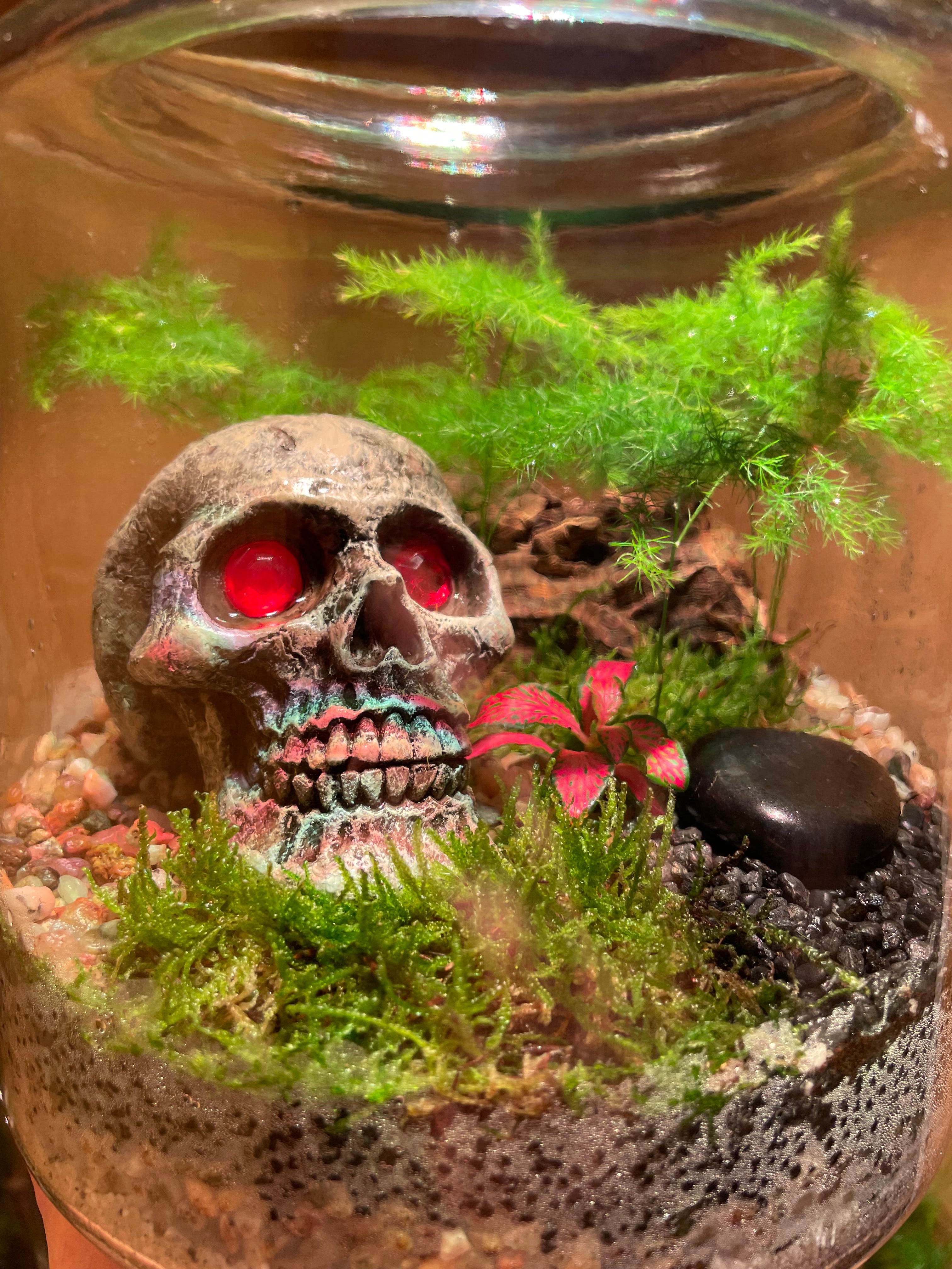 Skully Terrarium