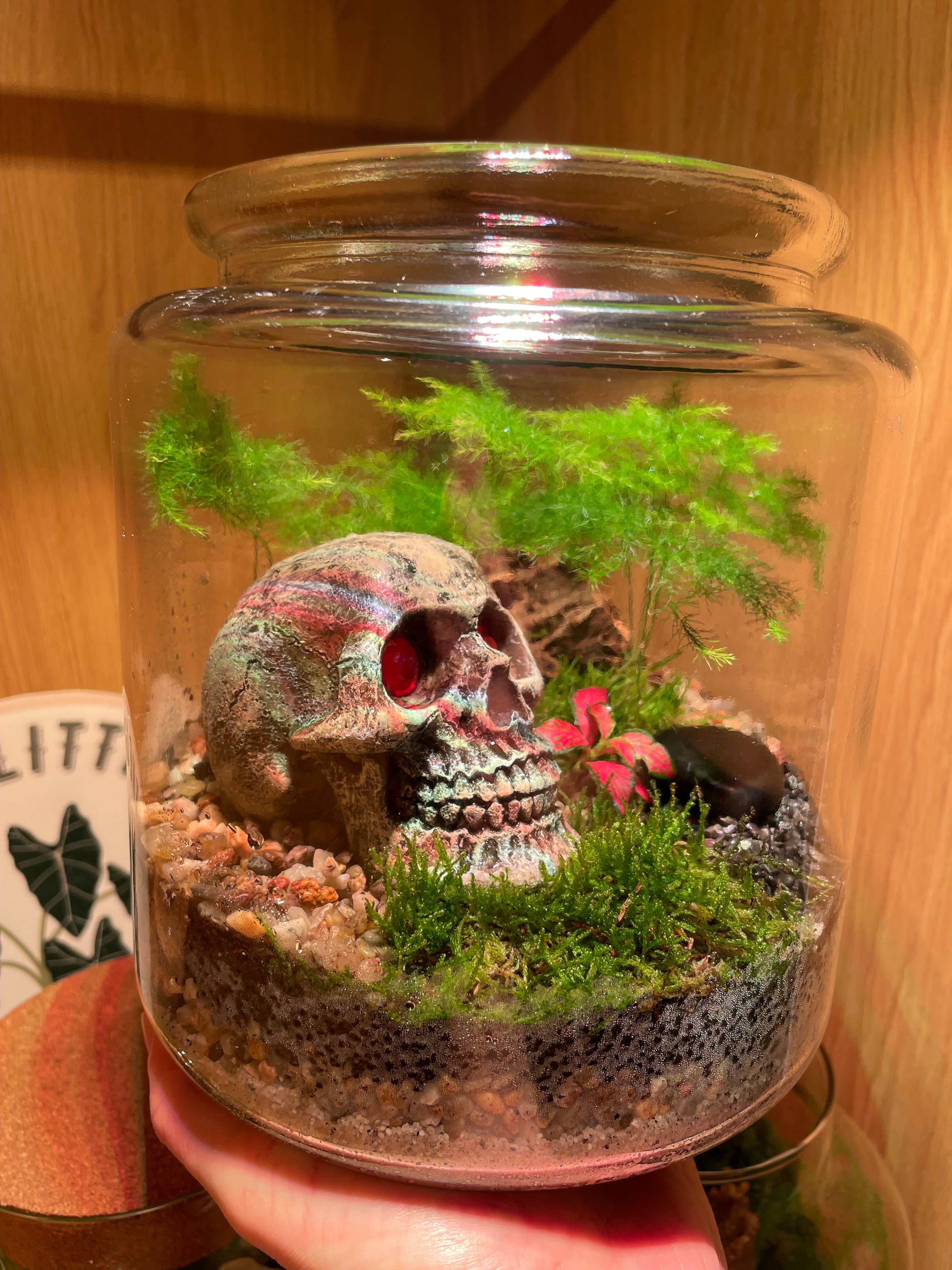 Skully Terrarium