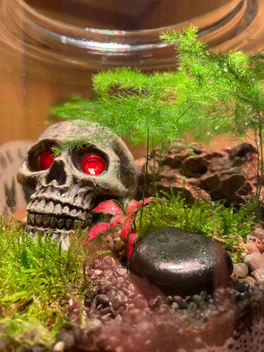Skully Terrarium