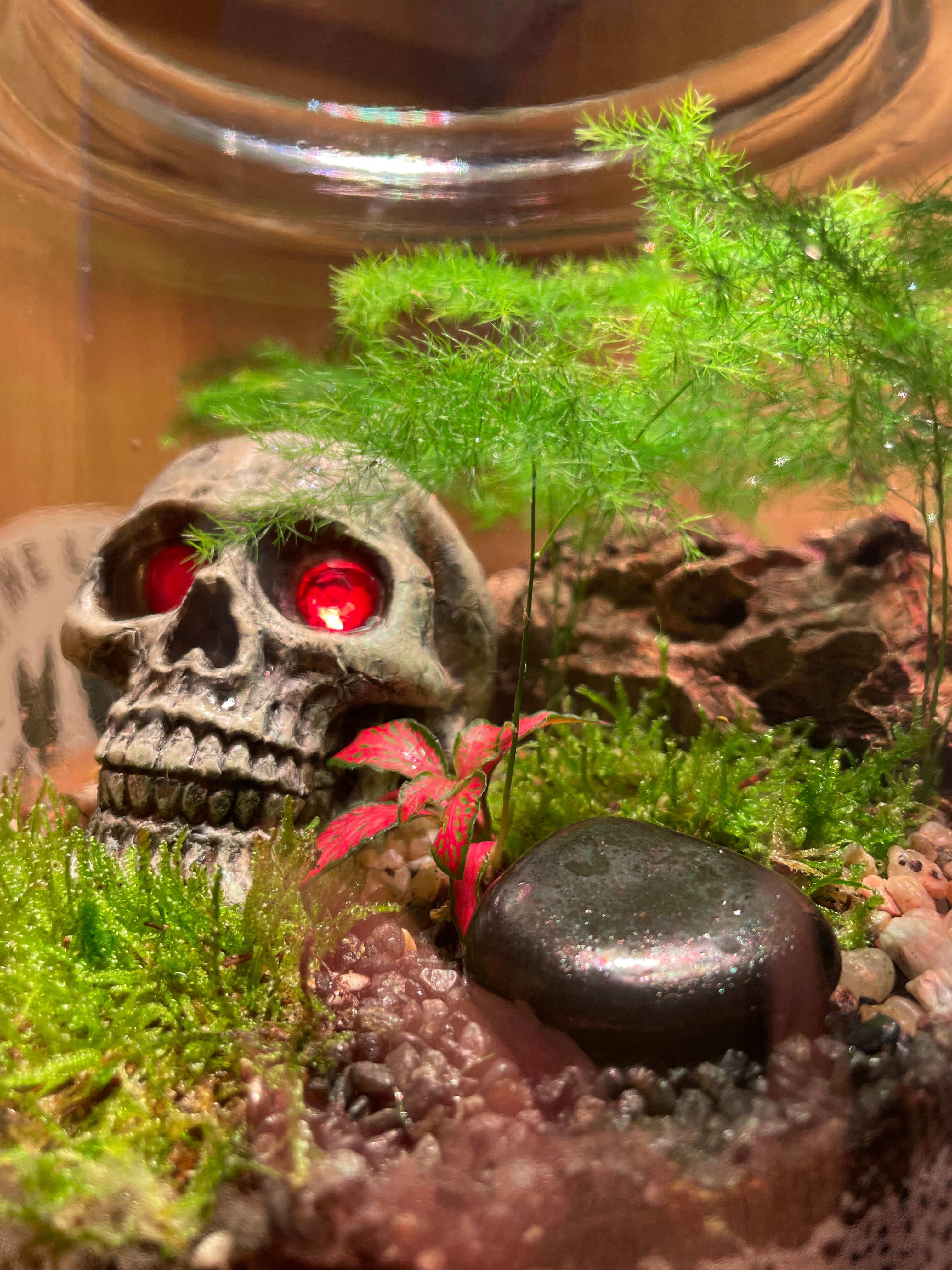 Skully Terrarium