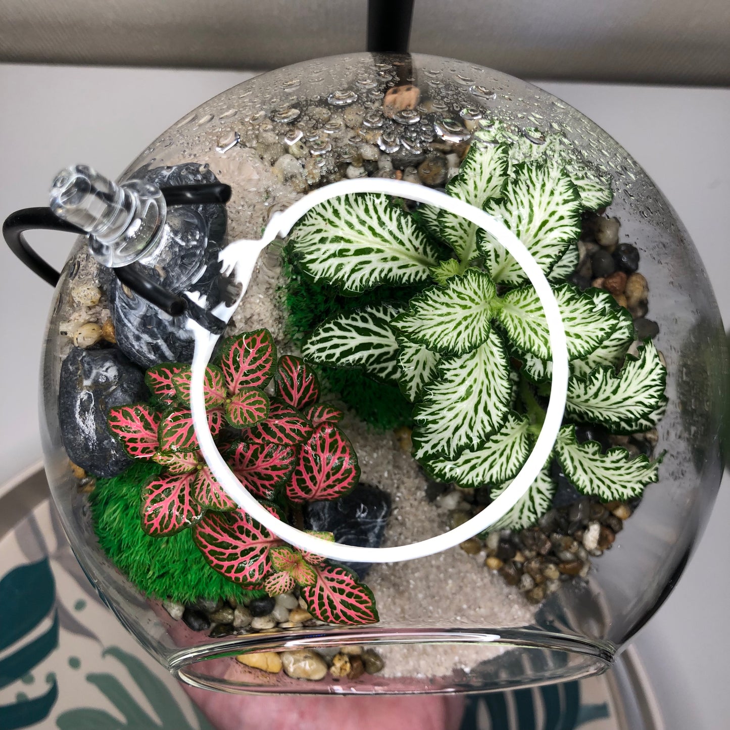 Fittonia Sphere