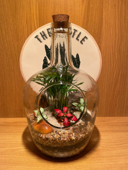 Bottle Terrarium