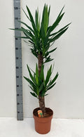 Yucca Palm