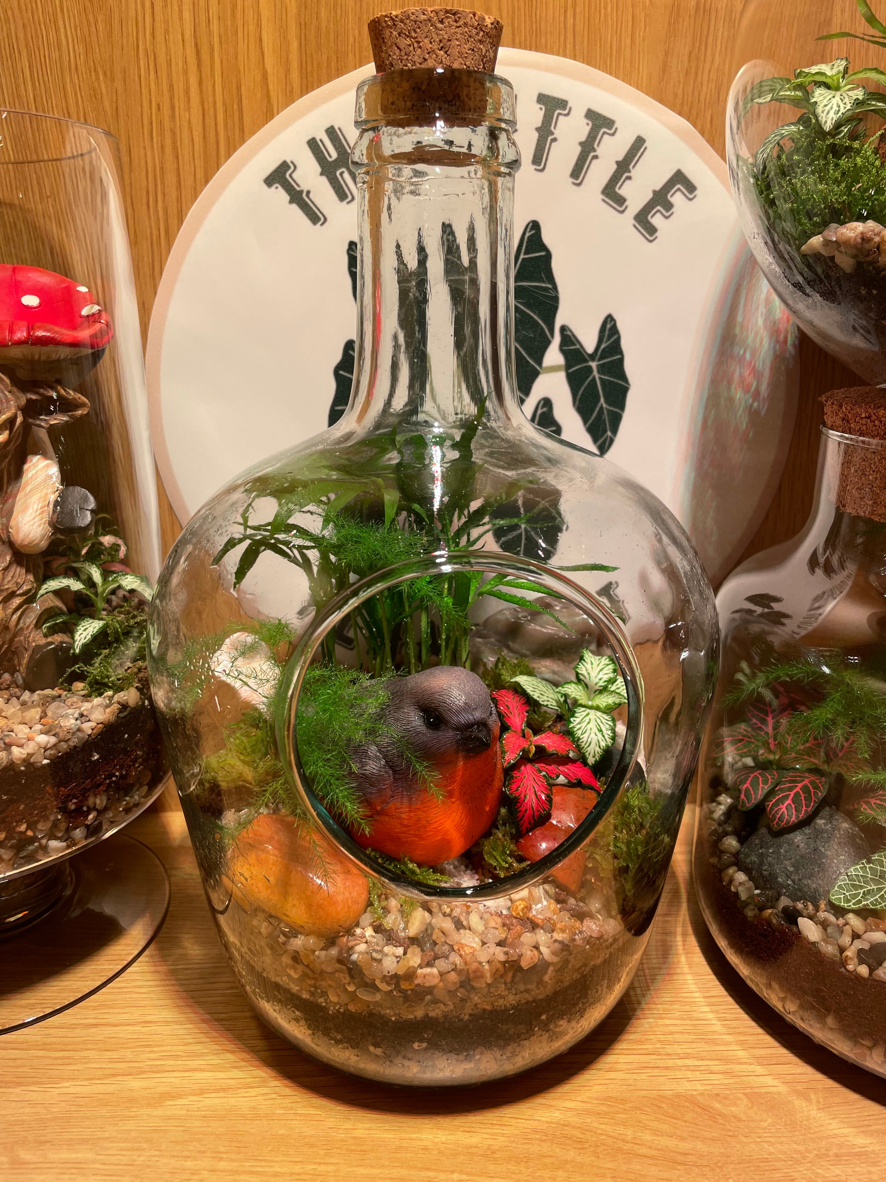 Little Red Robin Terrarium