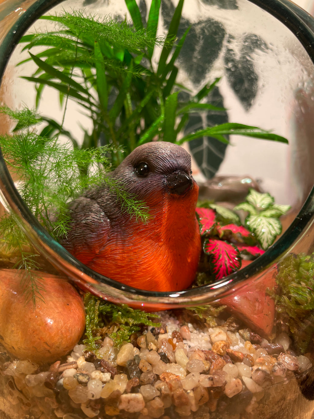 Little Red Robin Terrarium