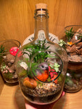 Little Red Robin Terrarium