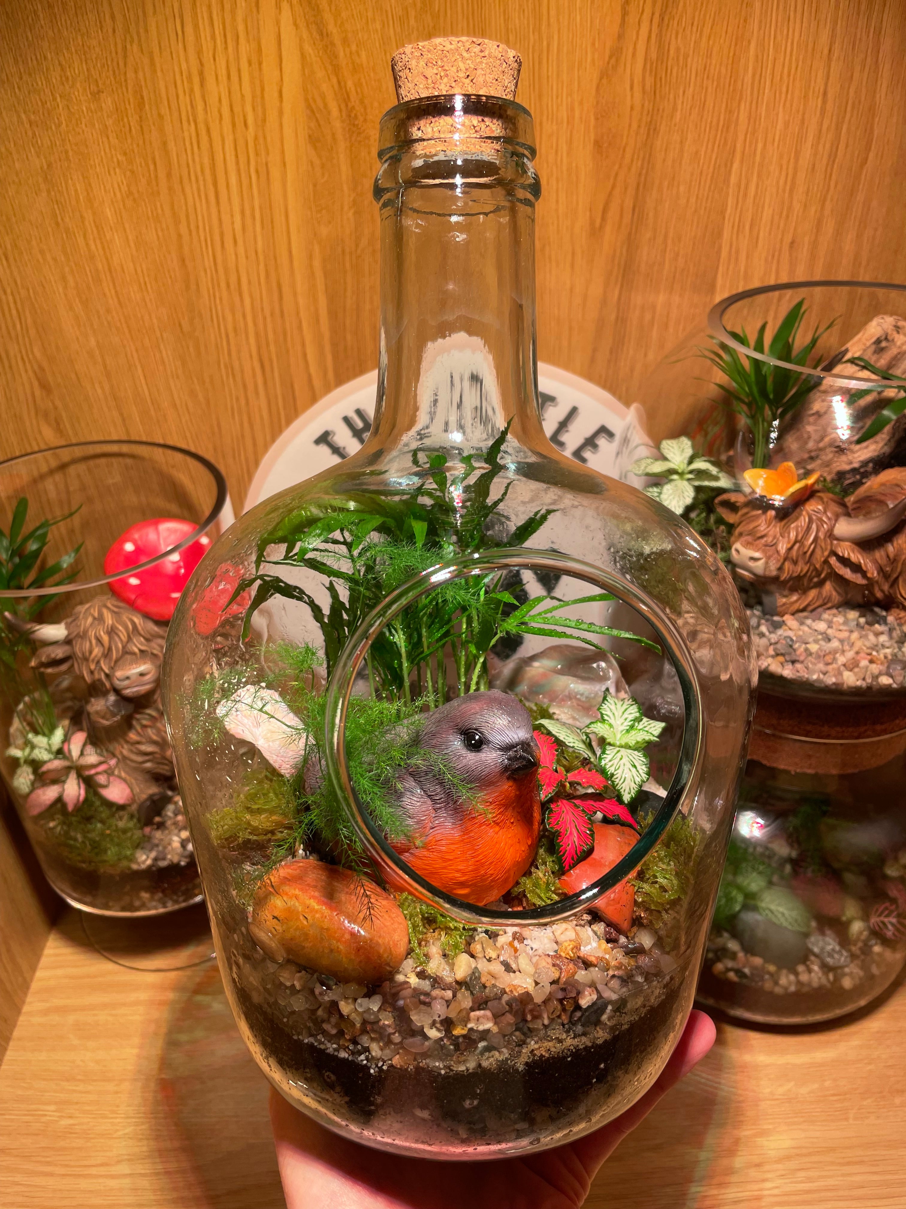 Little Red Robin Terrarium