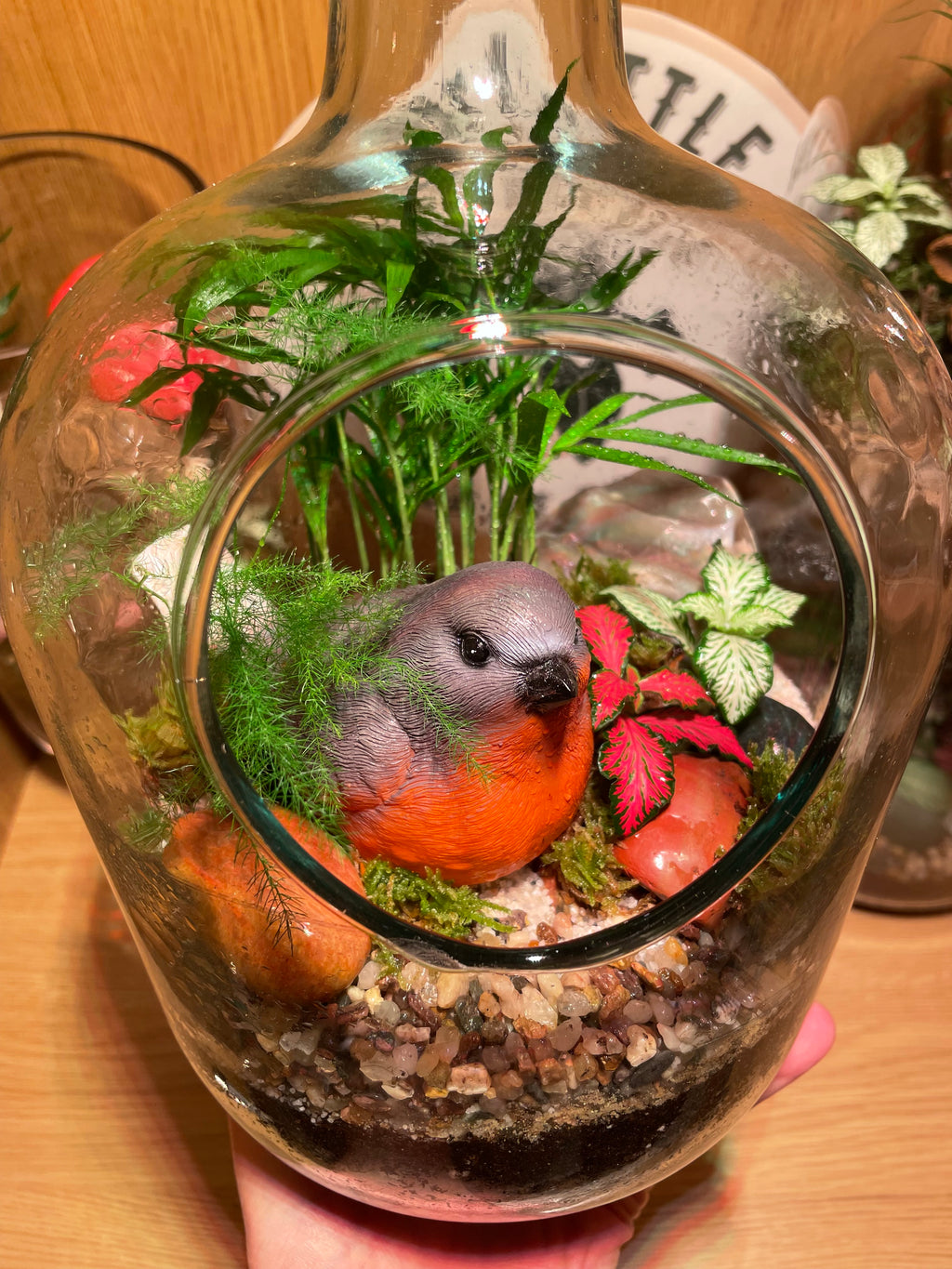 Little Red Robin Terrarium