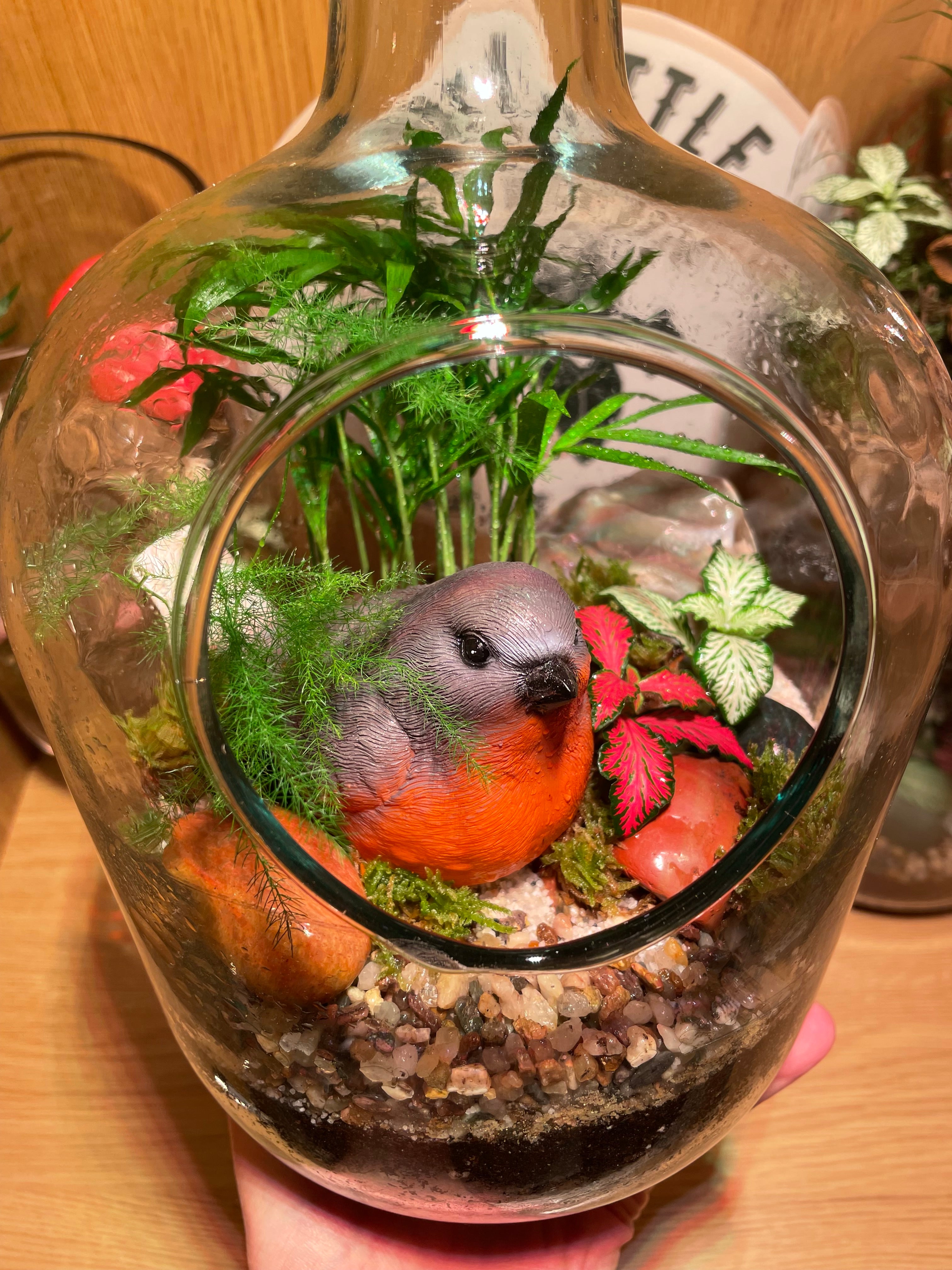 Little Red Robin Terrarium