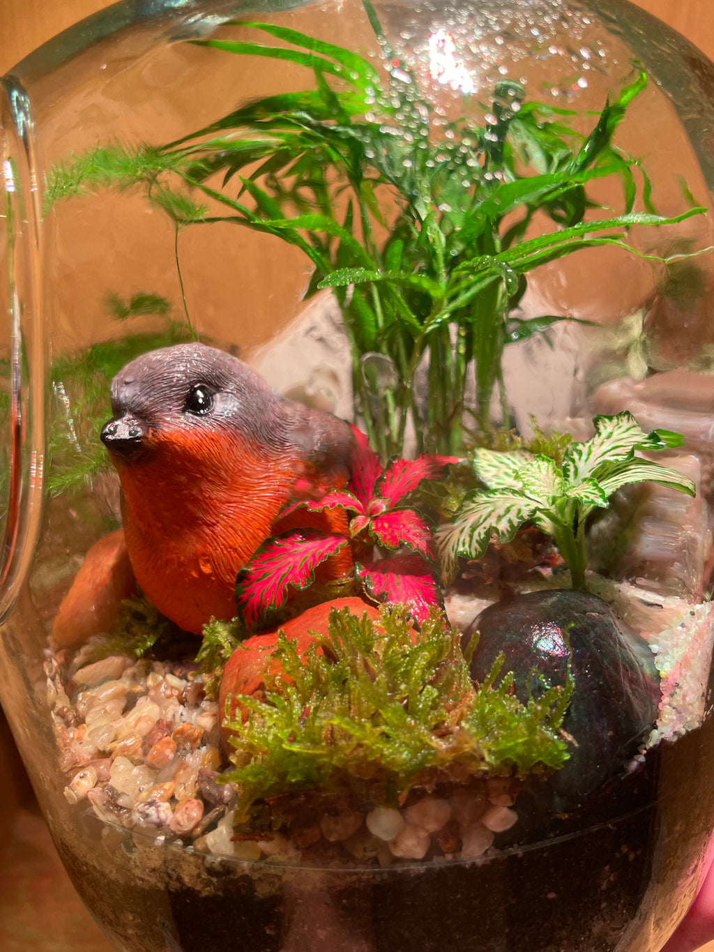 Little Red Robin Terrarium