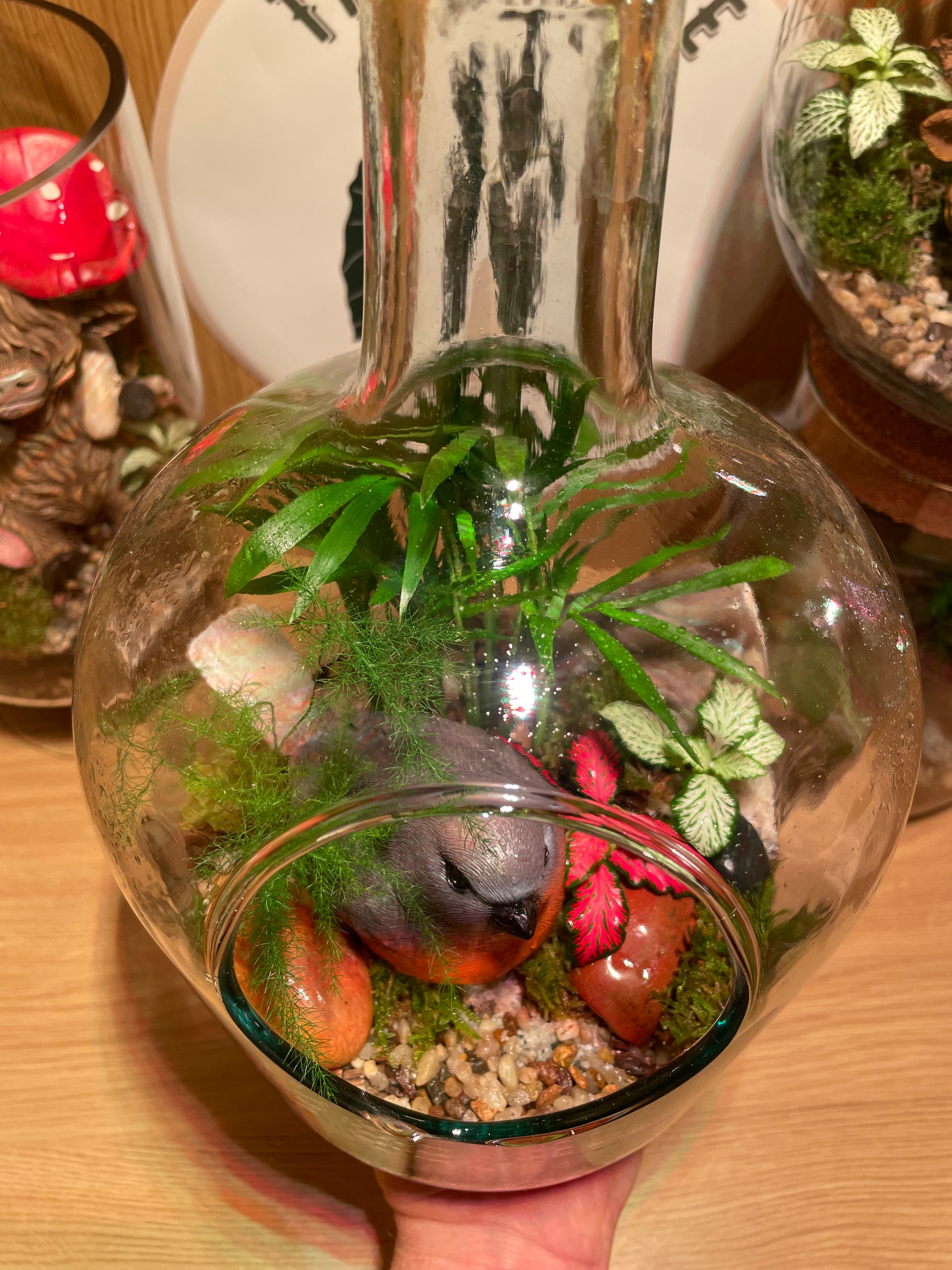 Little Red Robin Terrarium