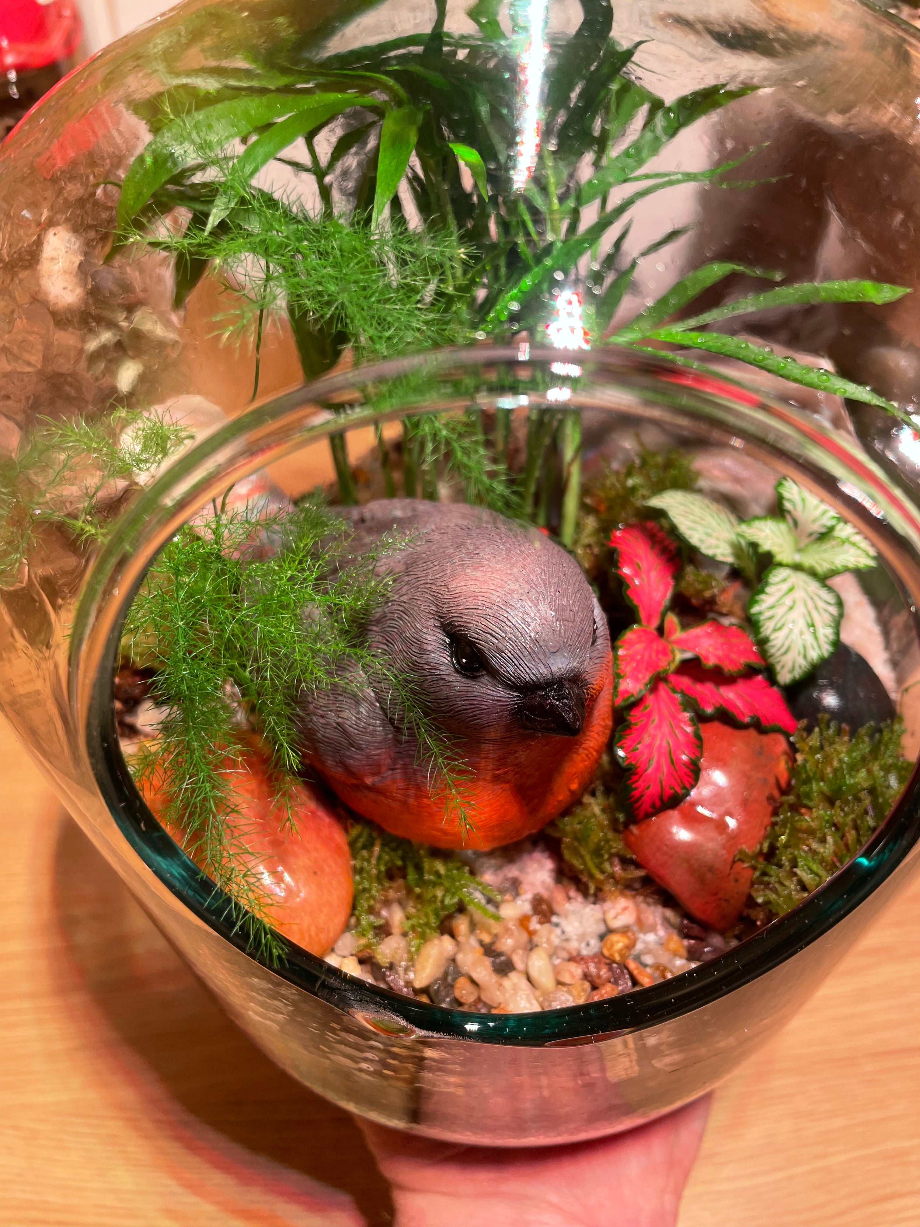 Little Red Robin Terrarium