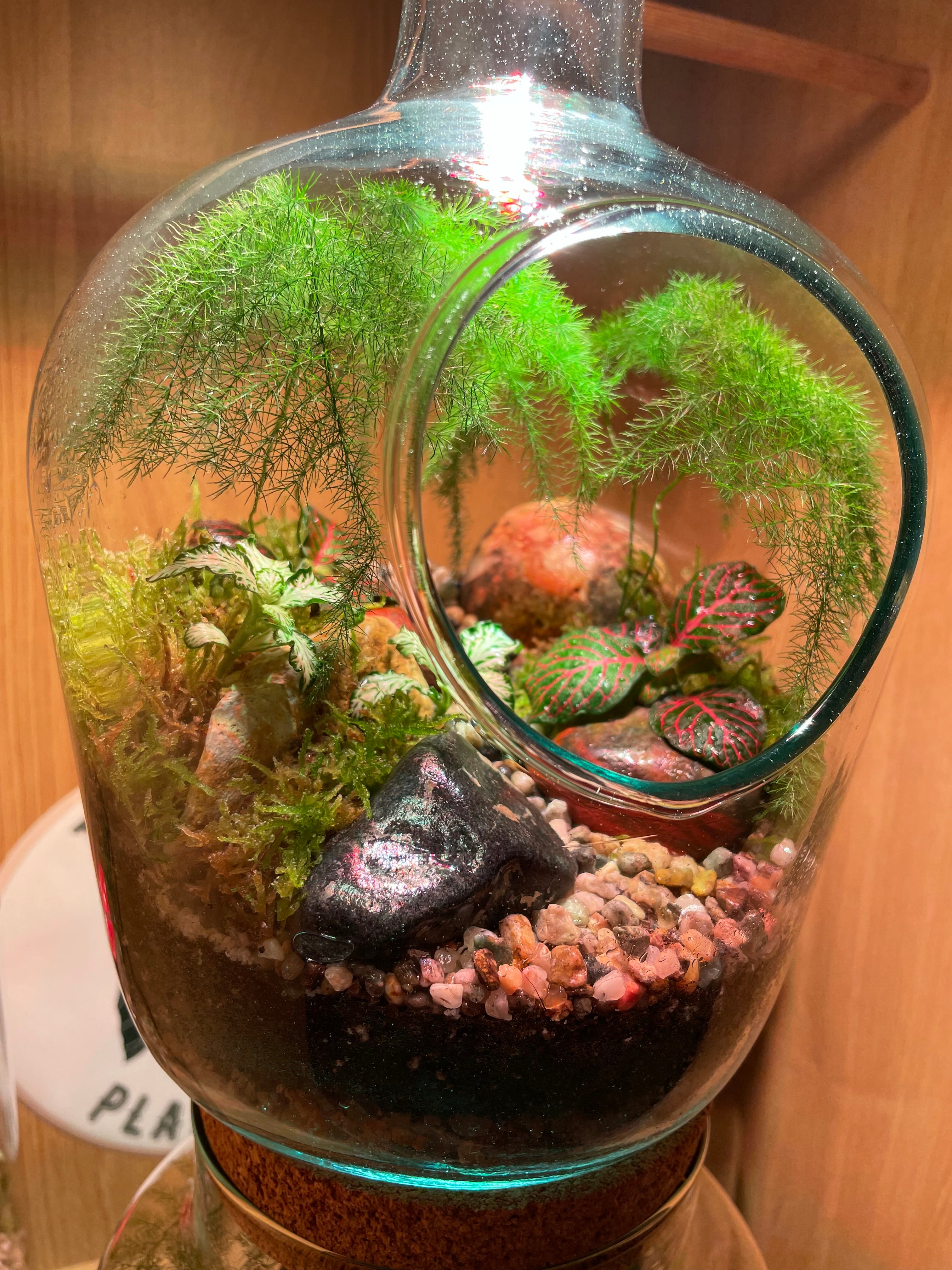 Tropical Forest Bottle Terrarium