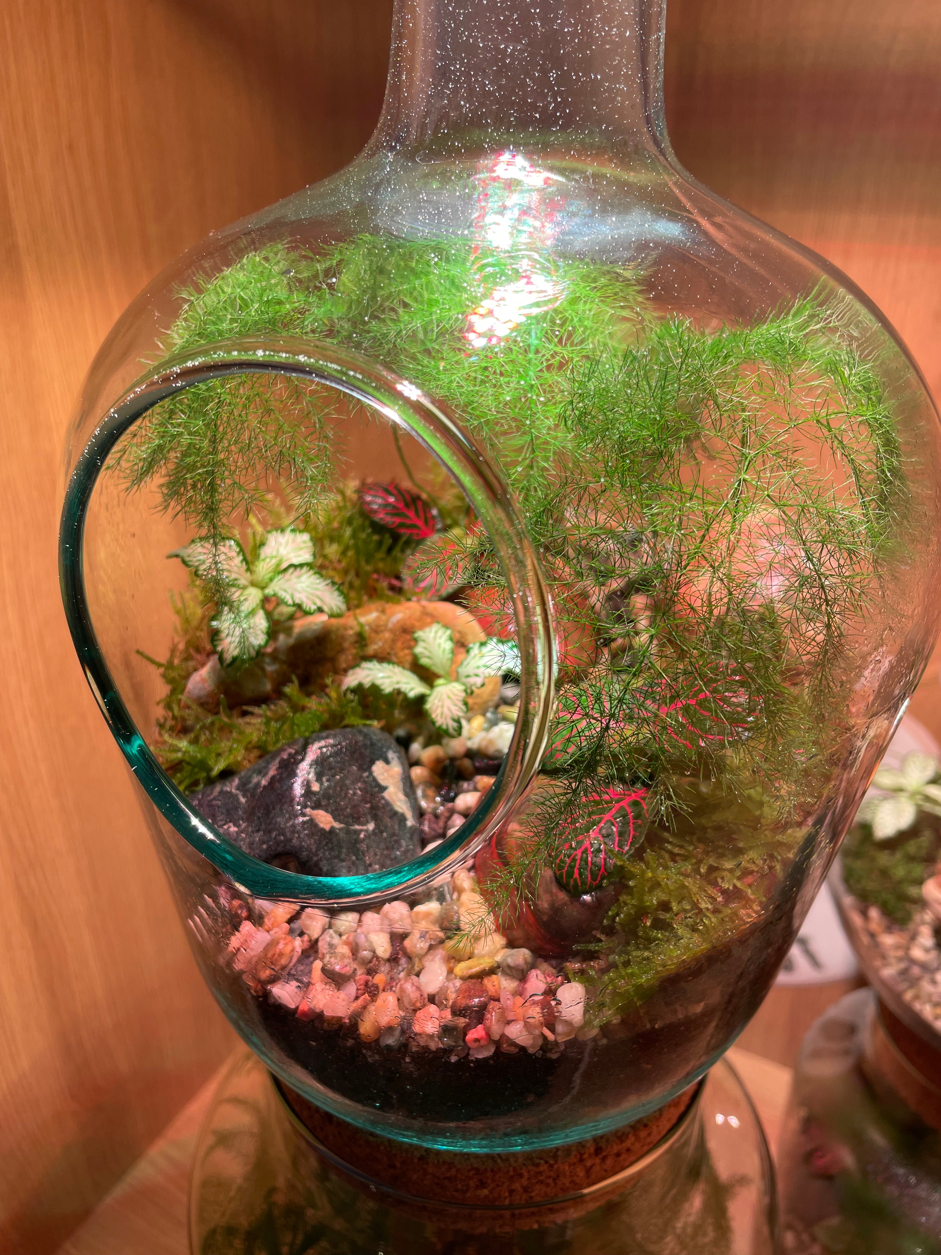 Tropical Forest Bottle Terrarium