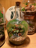 Tropical Forest Bottle Terrarium