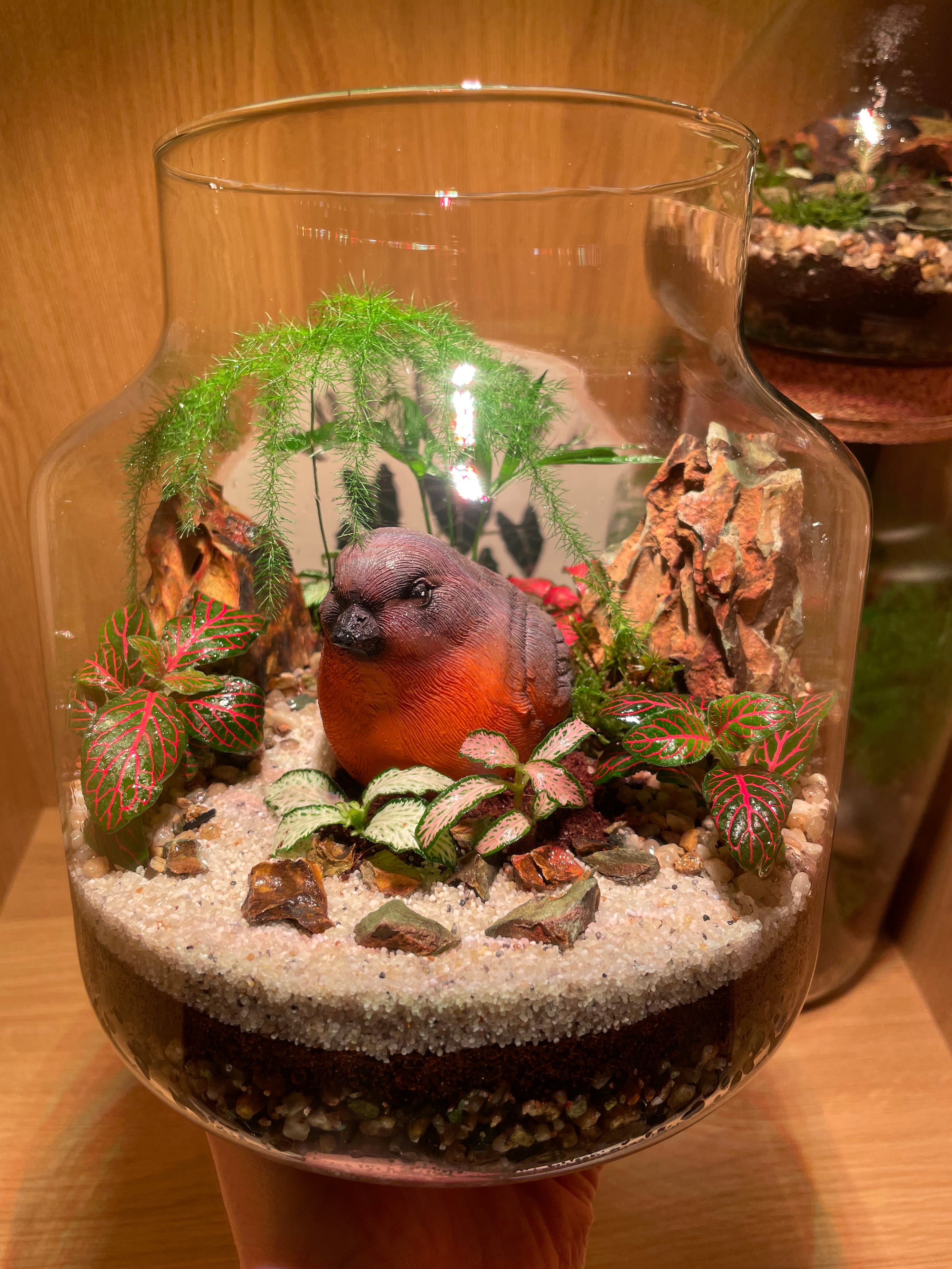 Little Red Robin Terrarium