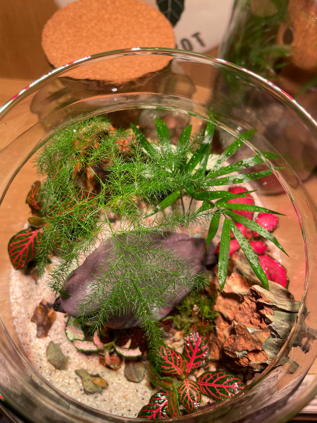 Little Red Robin Terrarium