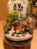 Little Red Robin Terrarium