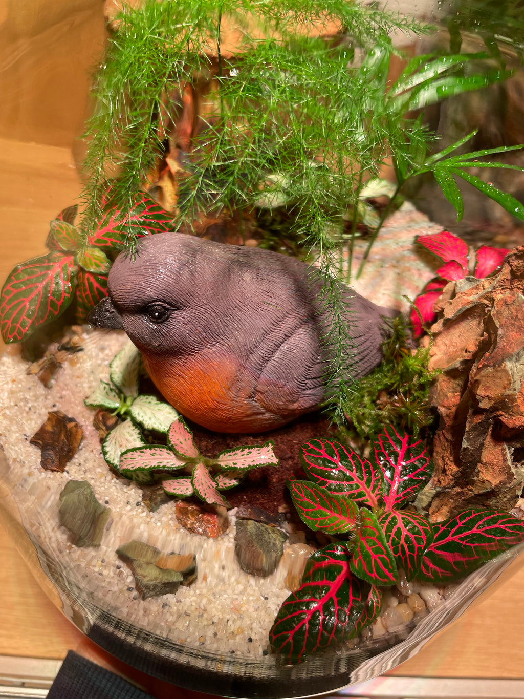 Little Red Robin Terrarium
