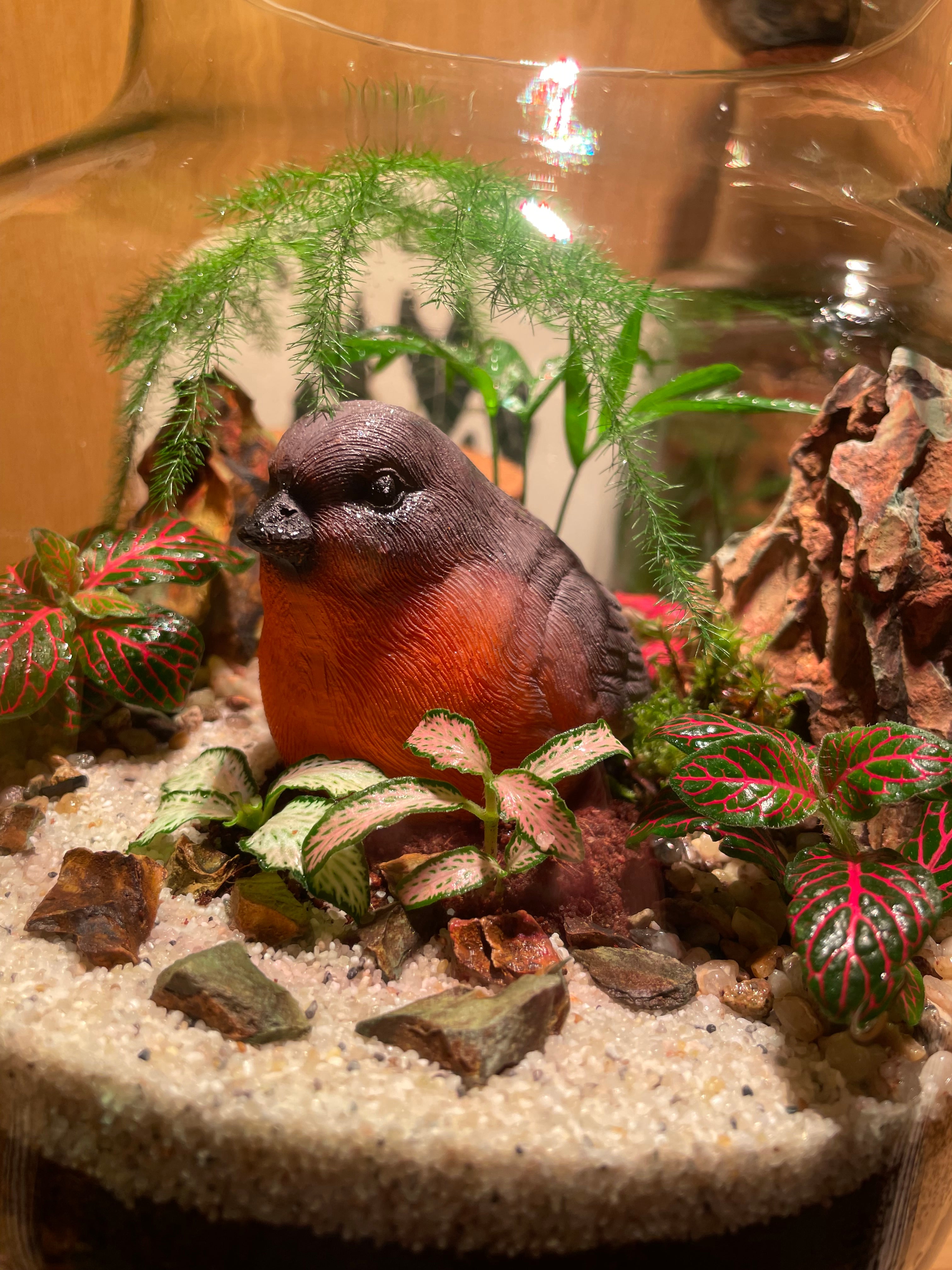 Little Red Robin Terrarium