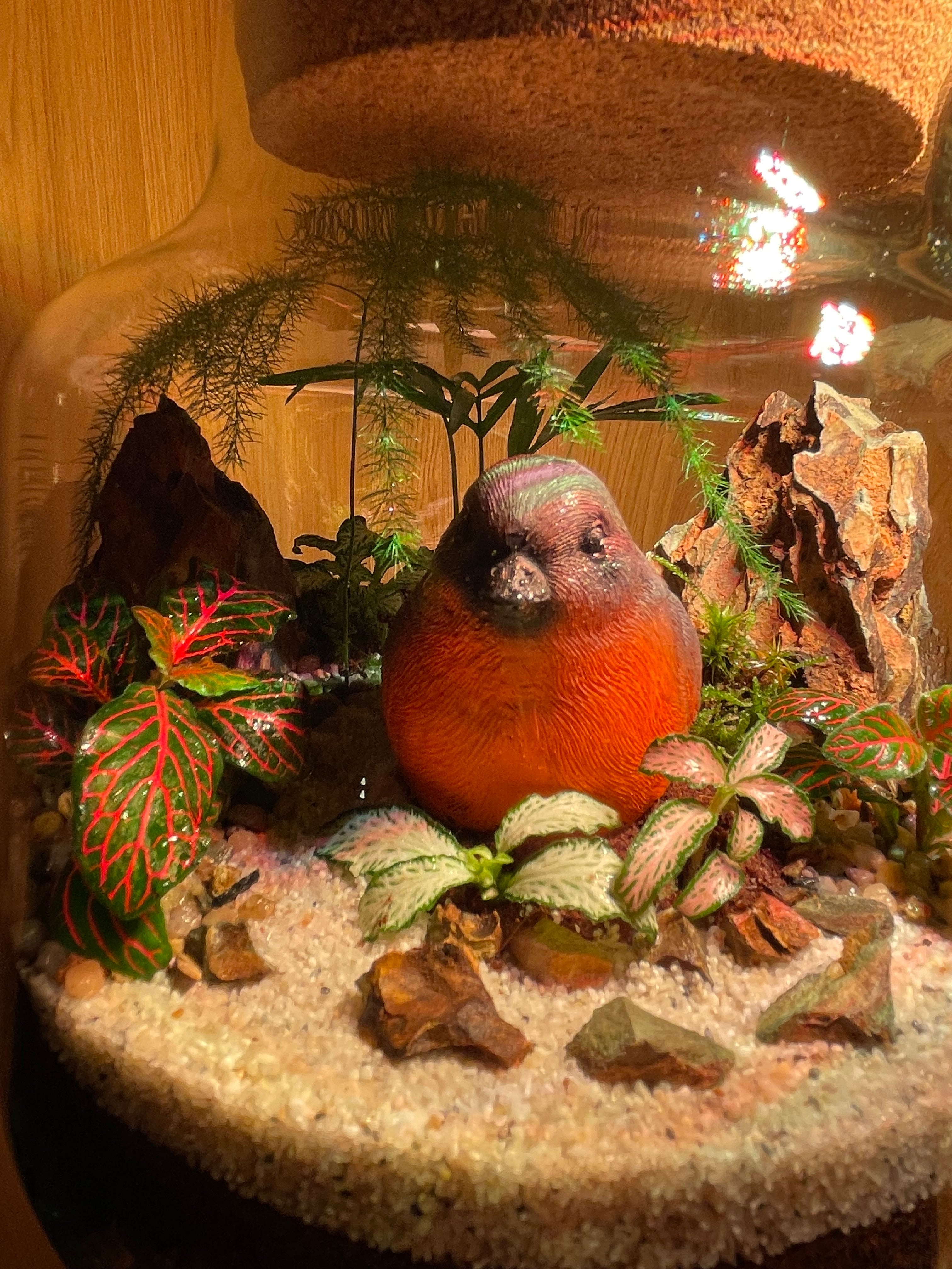 Little Red Robin Terrarium
