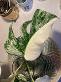 Monstera Albo Variegata Leaf Cut