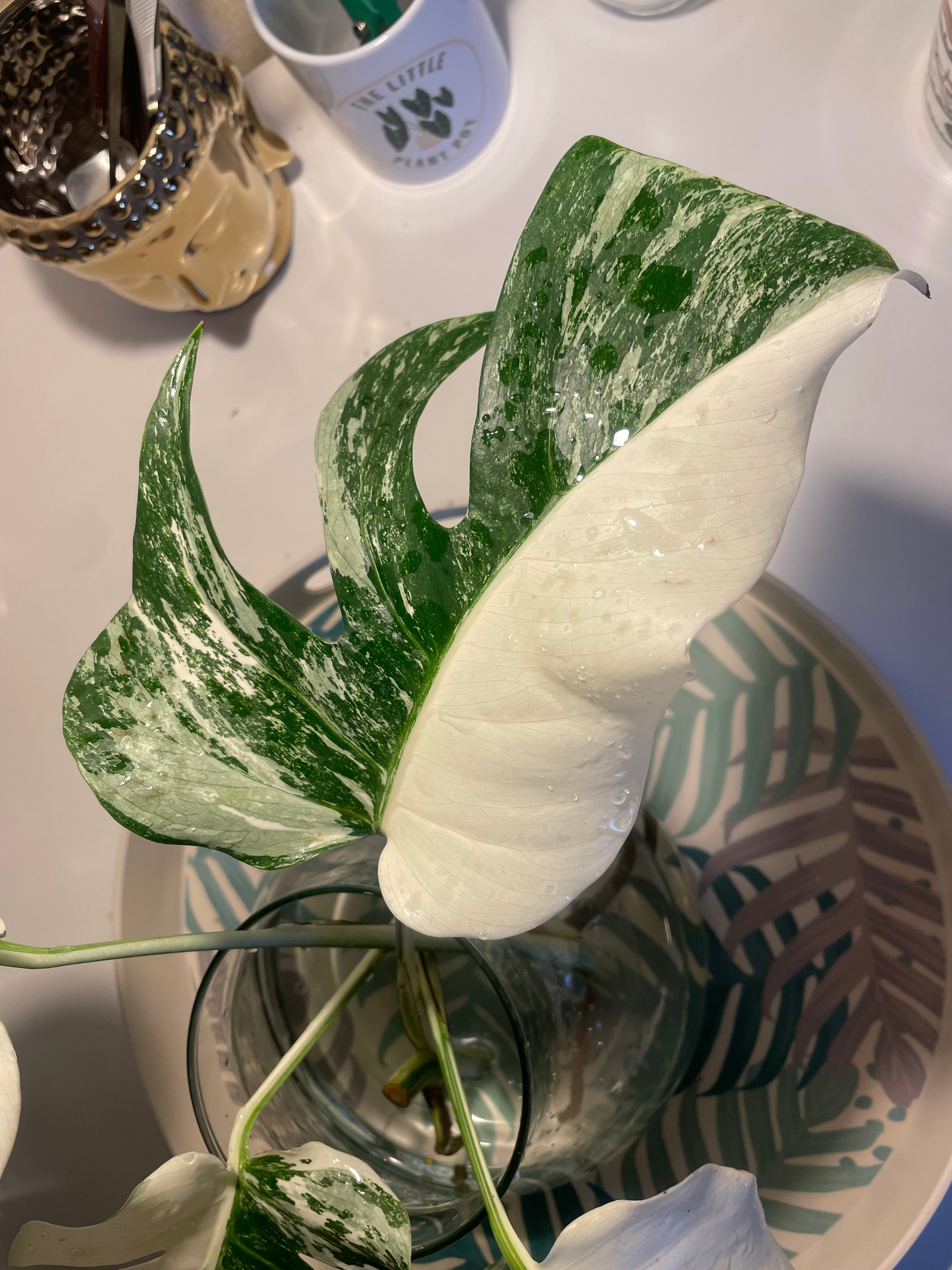 Monstera Albo Variegata Leaf Cut