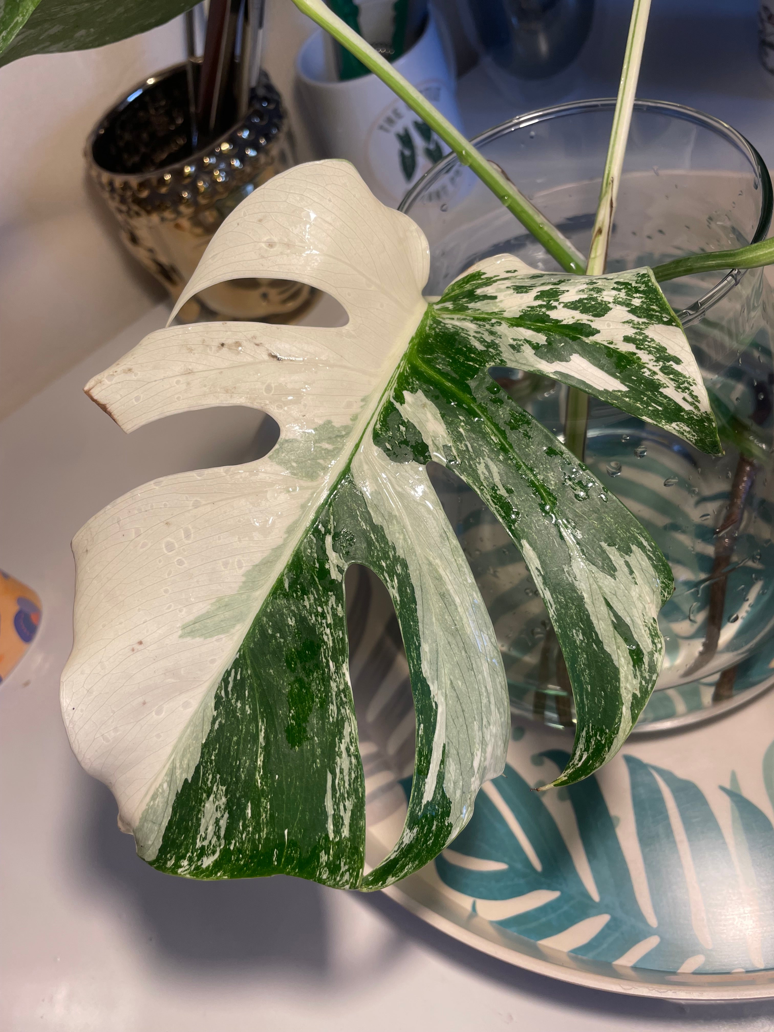 Monstera Albo Variegata Leaf Cut
