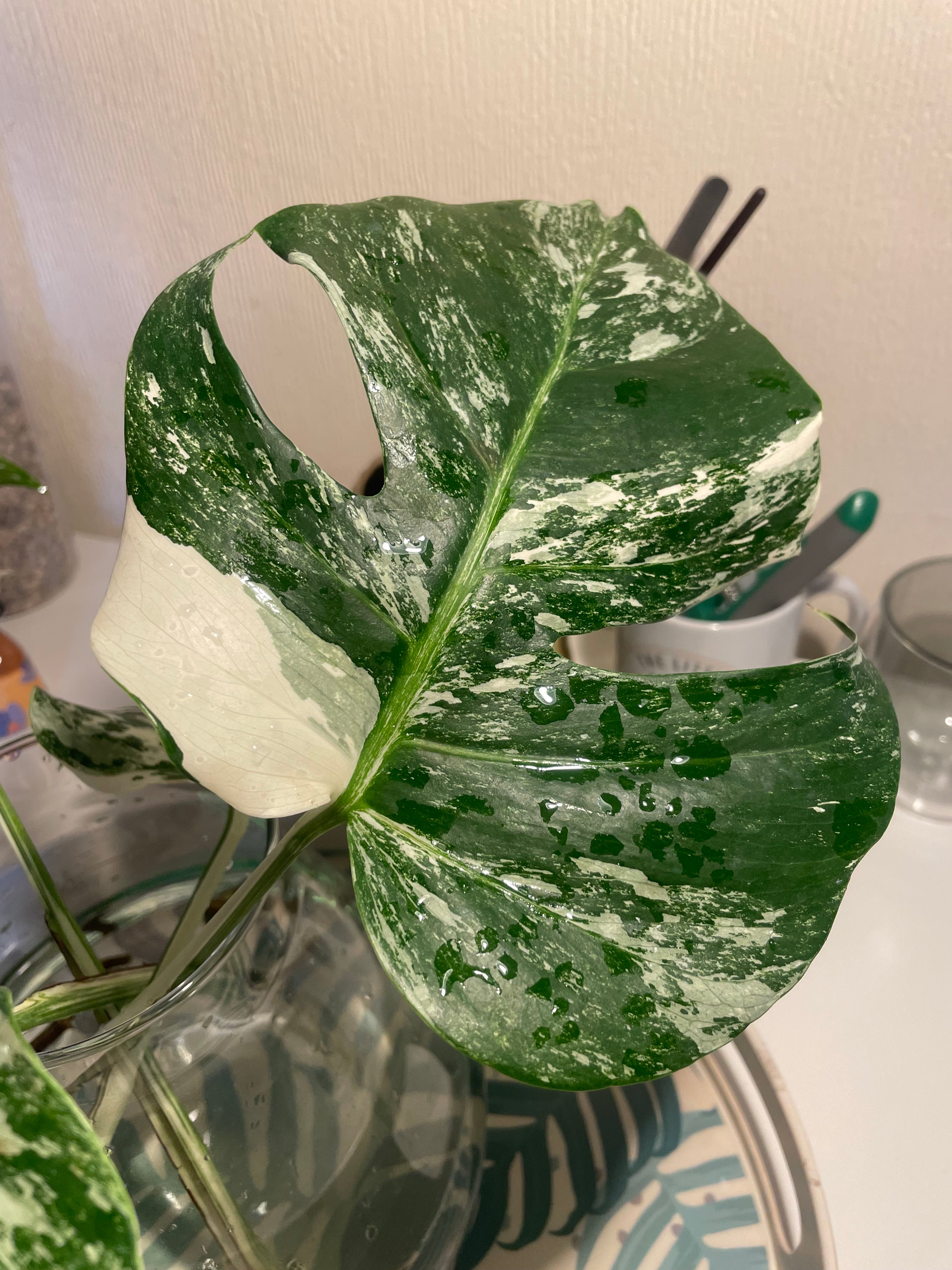 Monstera Albo Variegata Leaf Cut