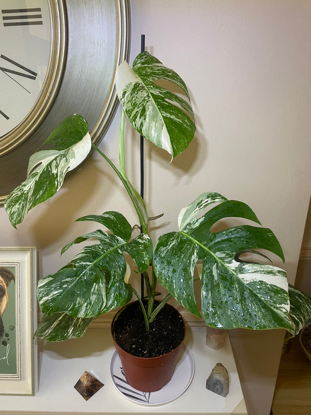 Monstera Deliciosa Albo Variegata