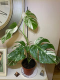 Monstera Deliciosa Albo Variegata