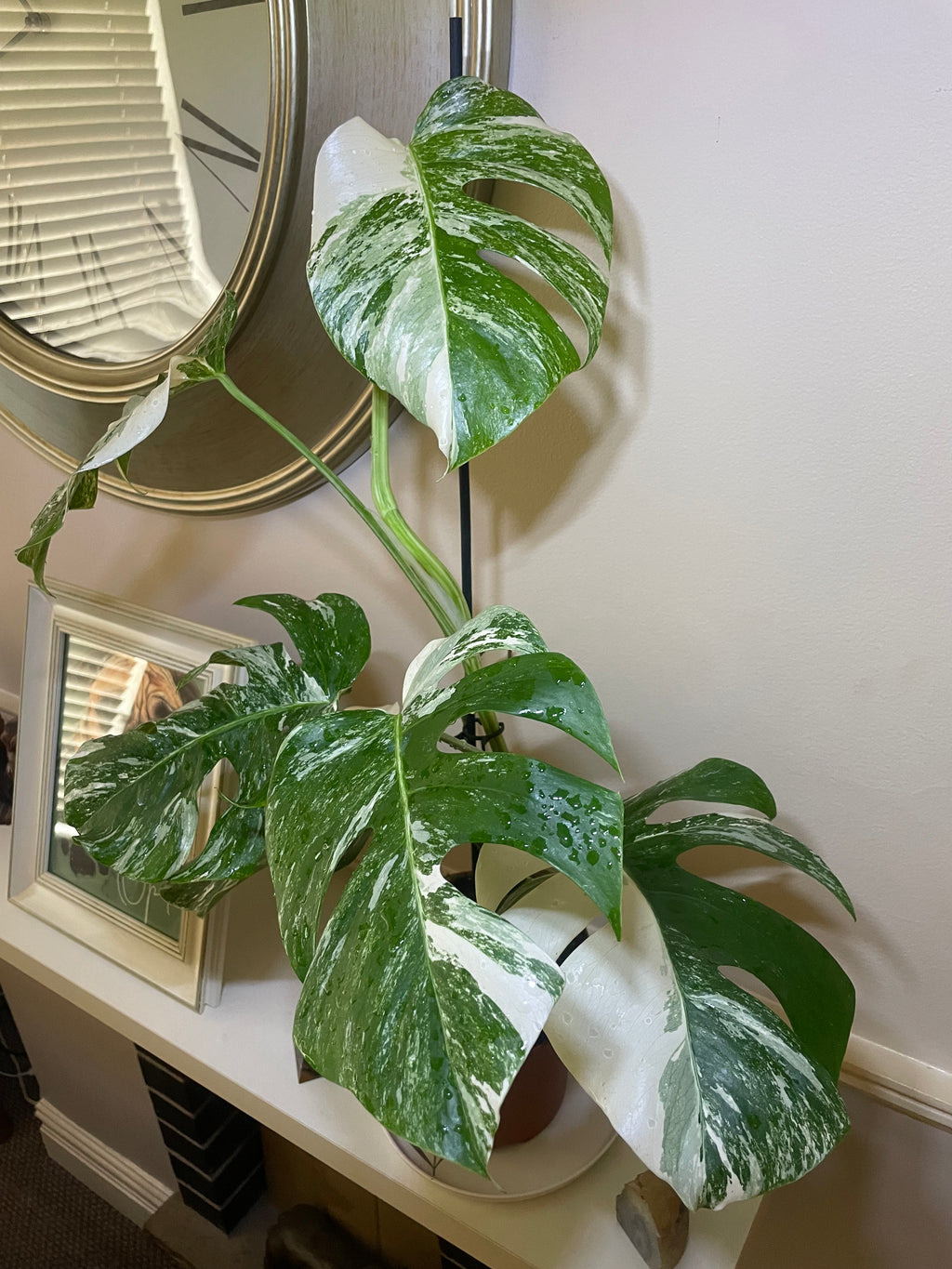Monstera Deliciosa Albo Variegata