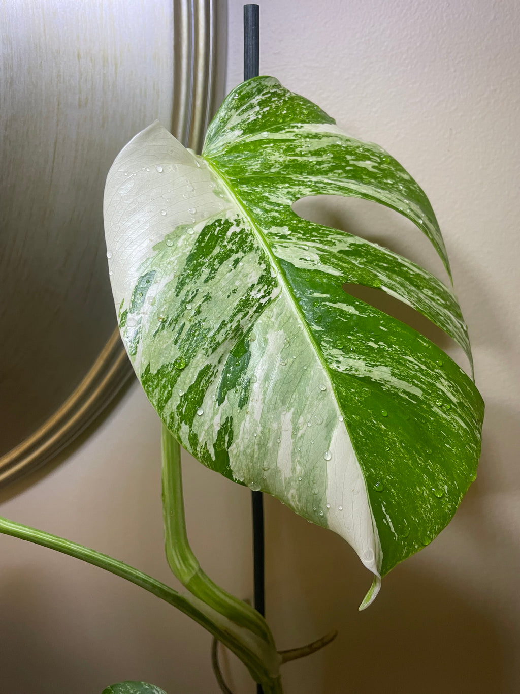Monstera Deliciosa Albo Variegata