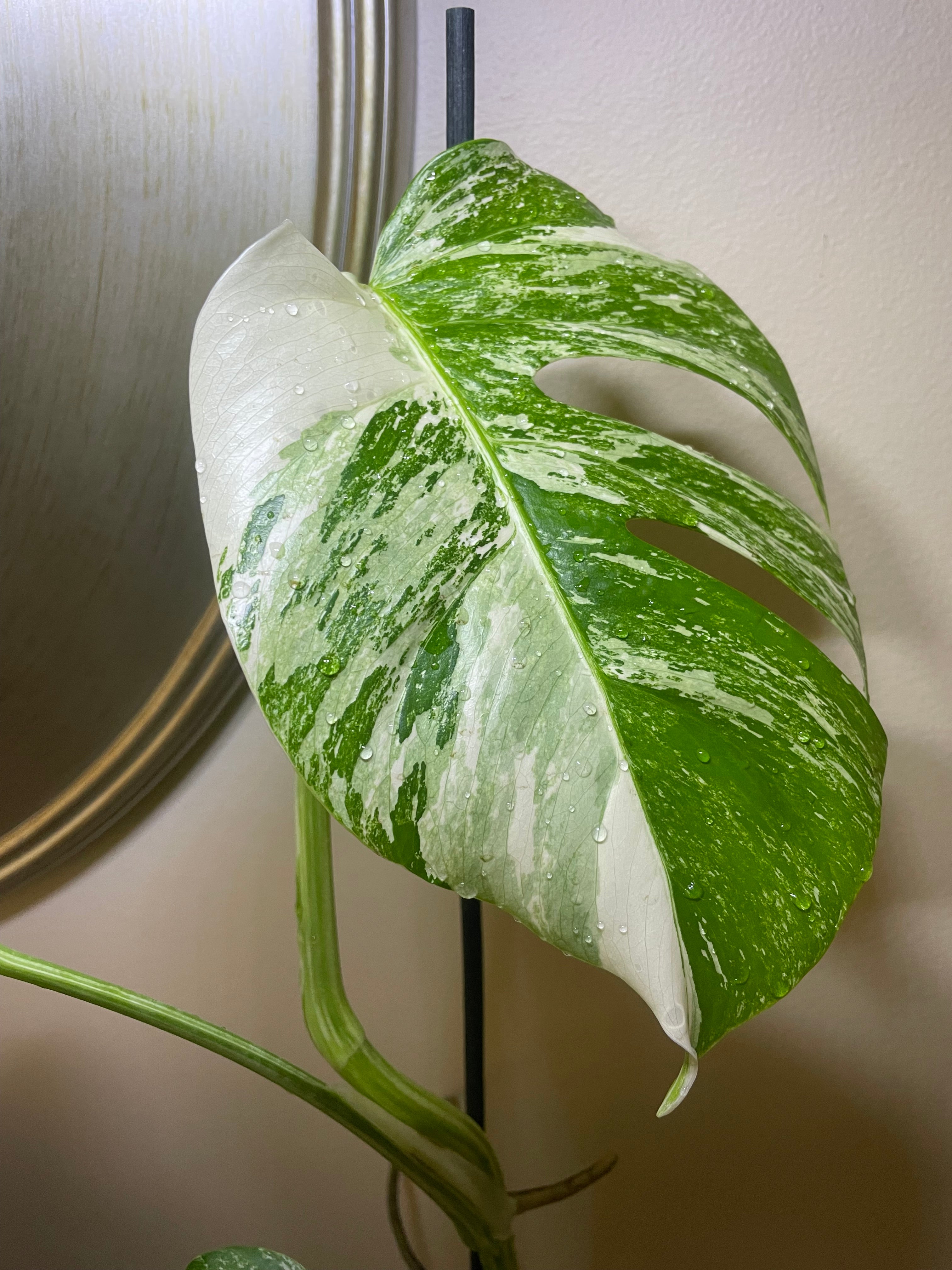 Monstera Deliciosa Albo Variegata