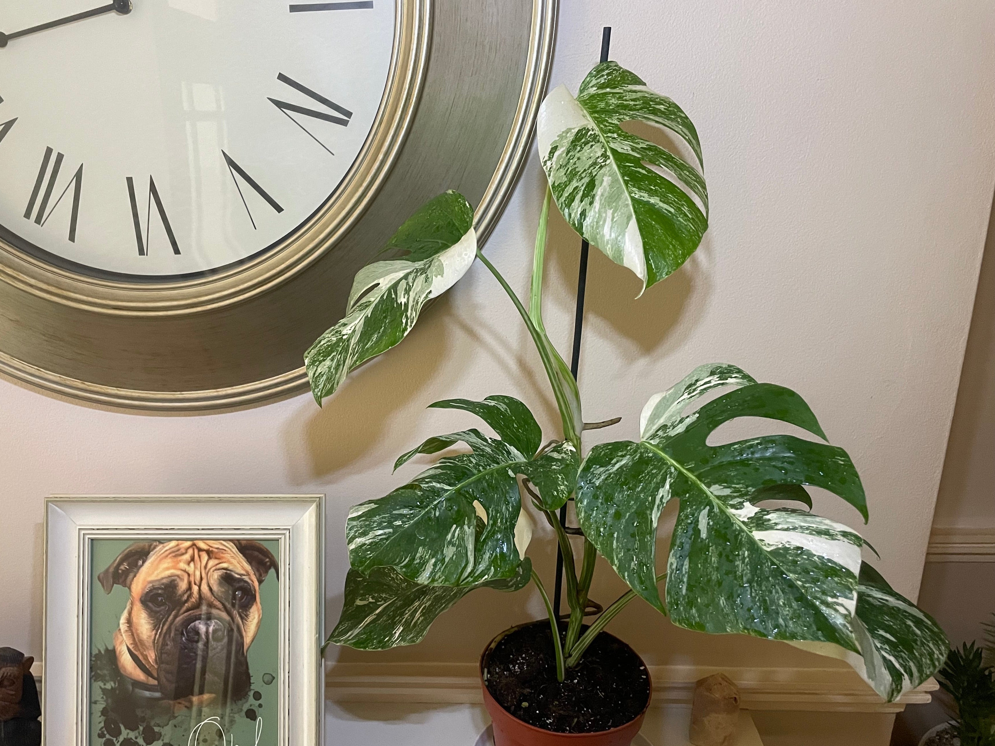 Monstera Deliciosa Albo Variegata