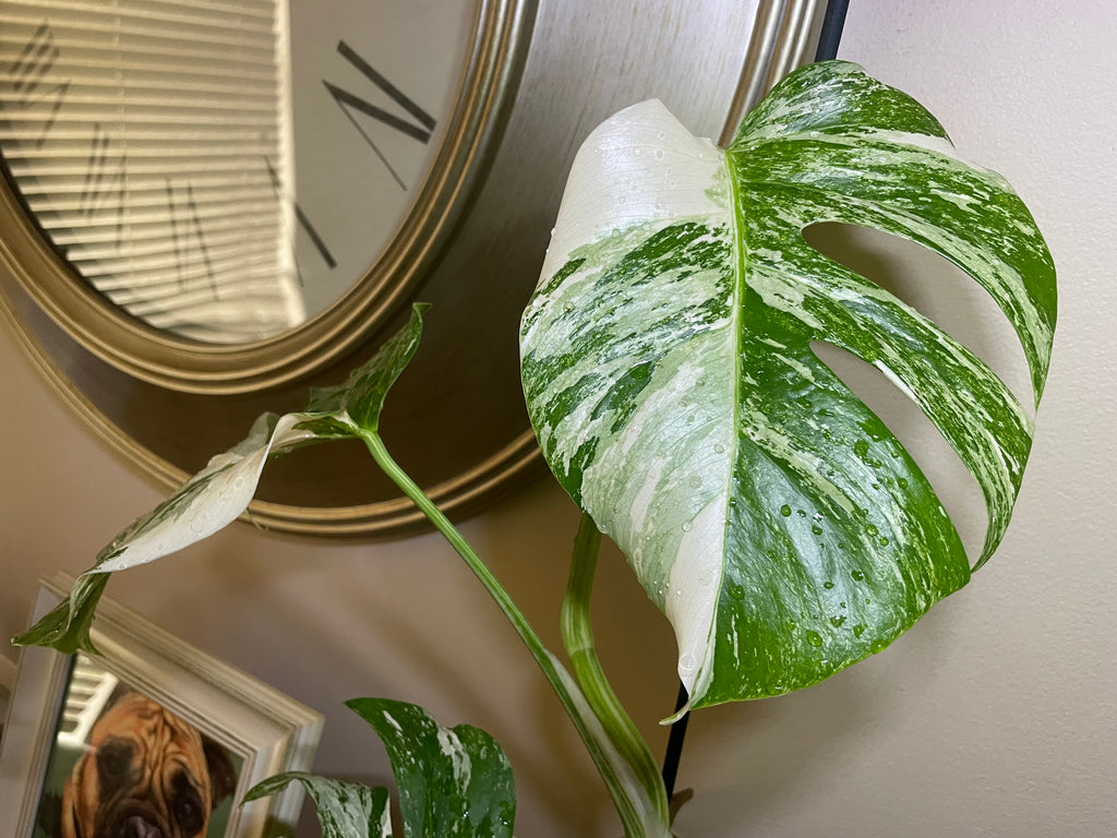Monstera Deliciosa Albo Variegata