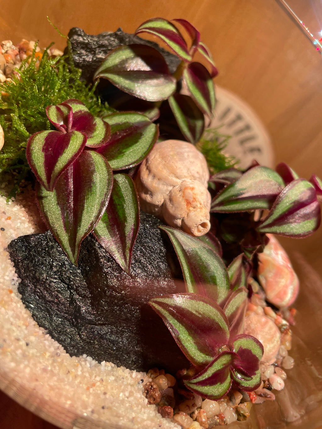 Tradescantia by the beach