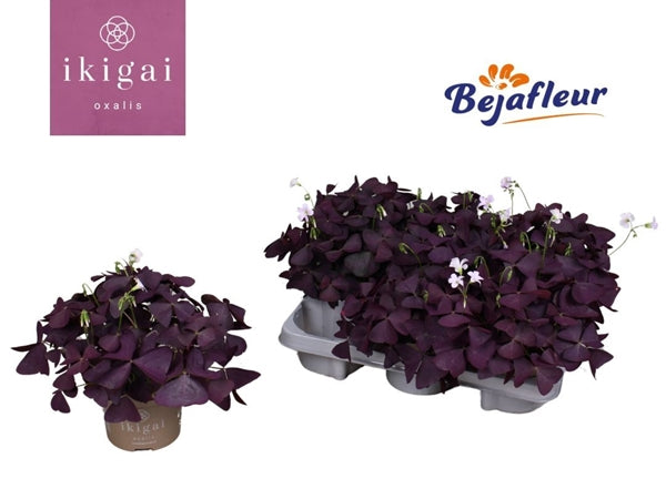 Oxalis Triangularis
