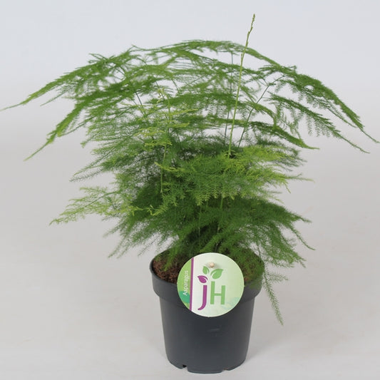 Asparagus Fern