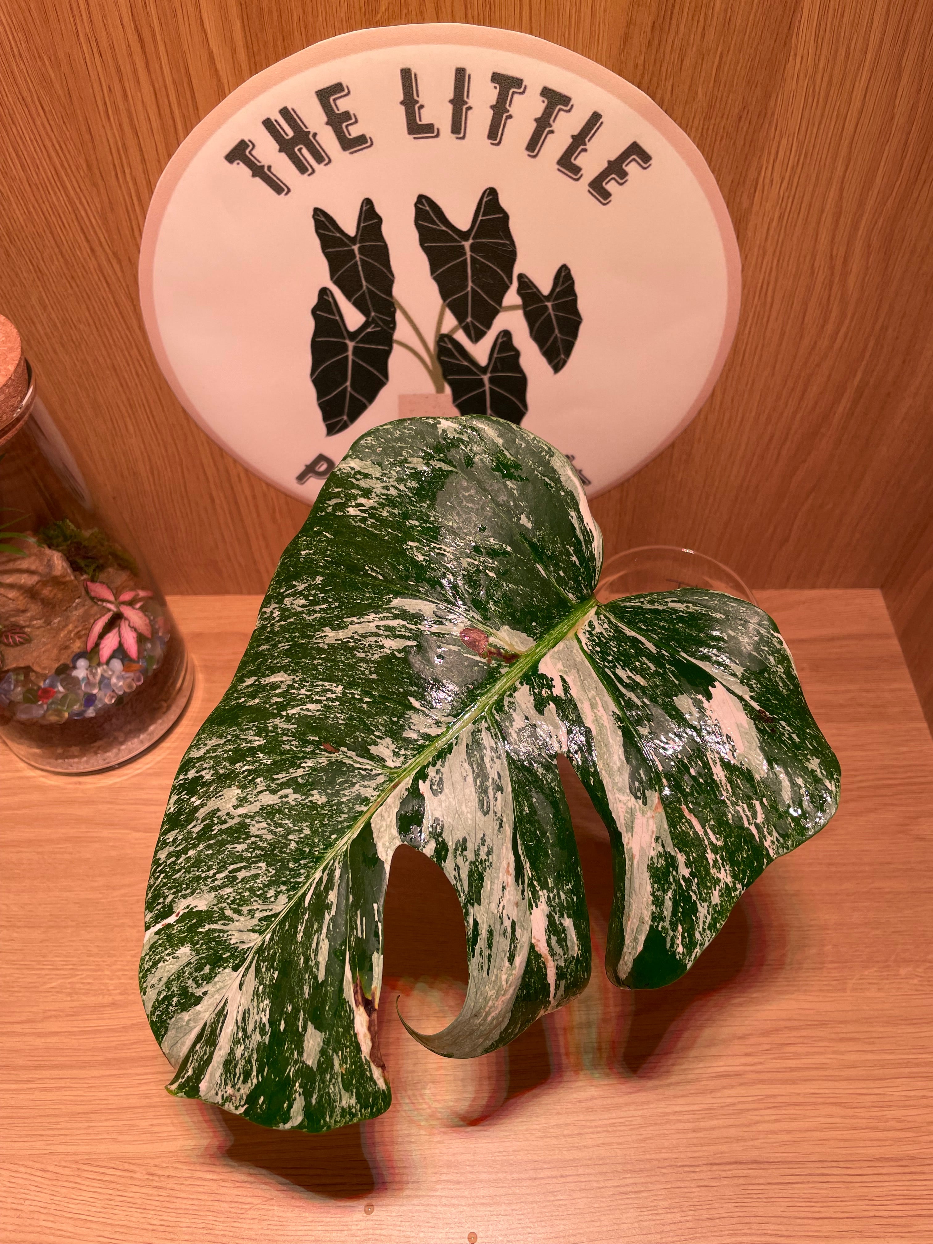 Monstera Albo Variegata Propagation